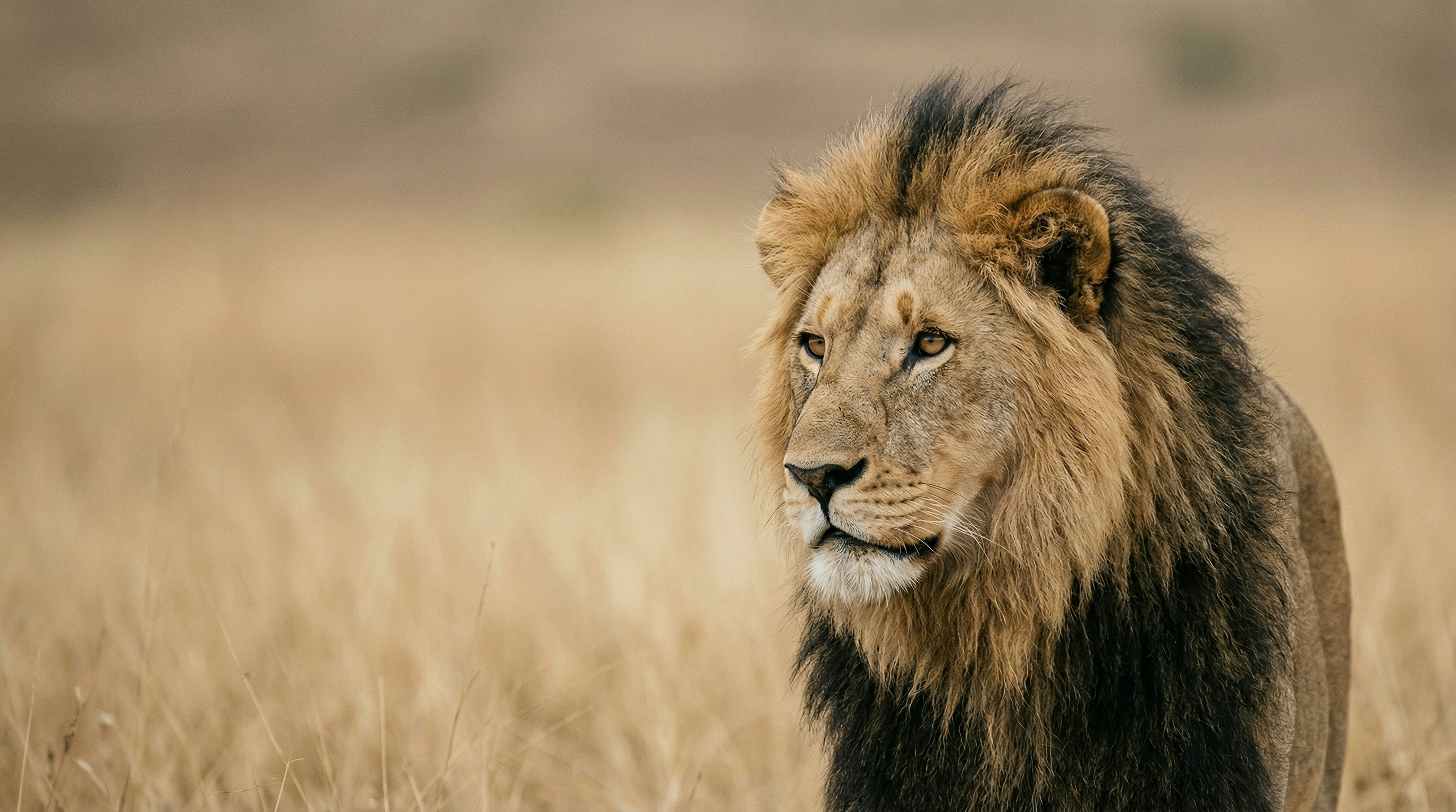 A majestic male lion stands in a dry grassy field. (Photo by Alan Aprilio on Unsplash)