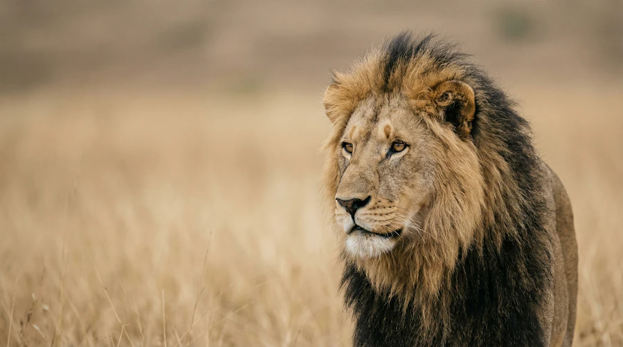 Private Conservancy Safaris