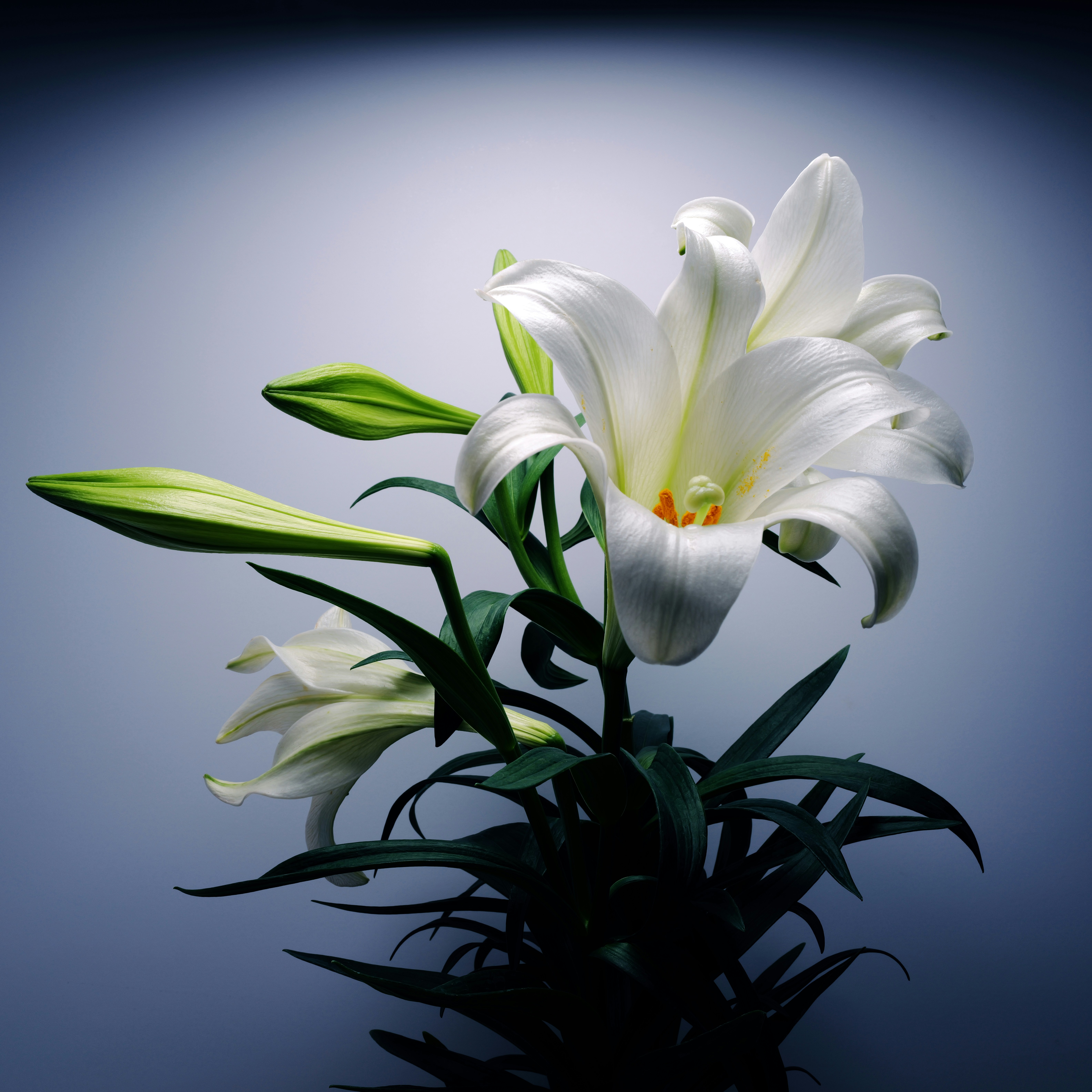 Photo by thephotochad