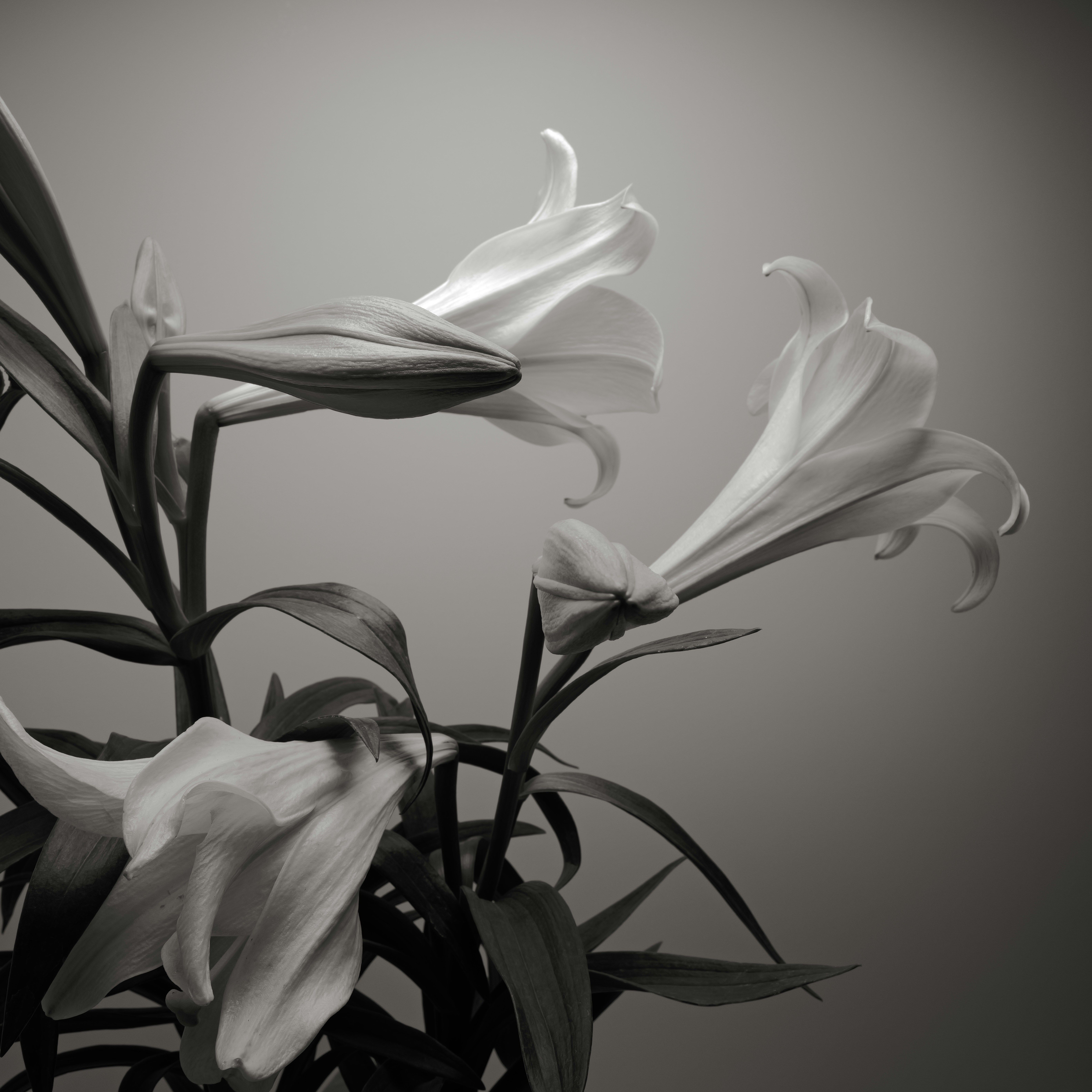 Photo by thephotochad