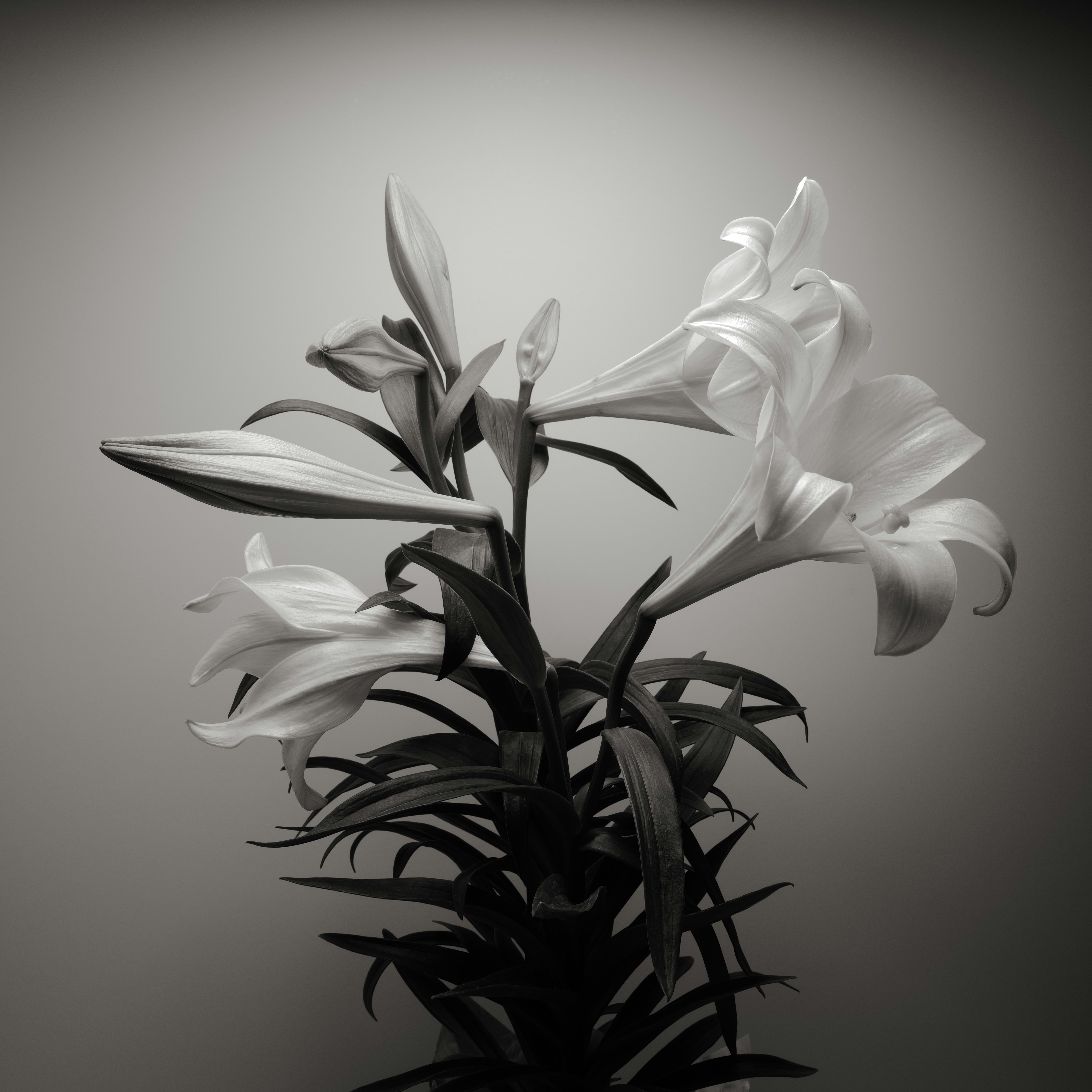 Photo by thephotochad