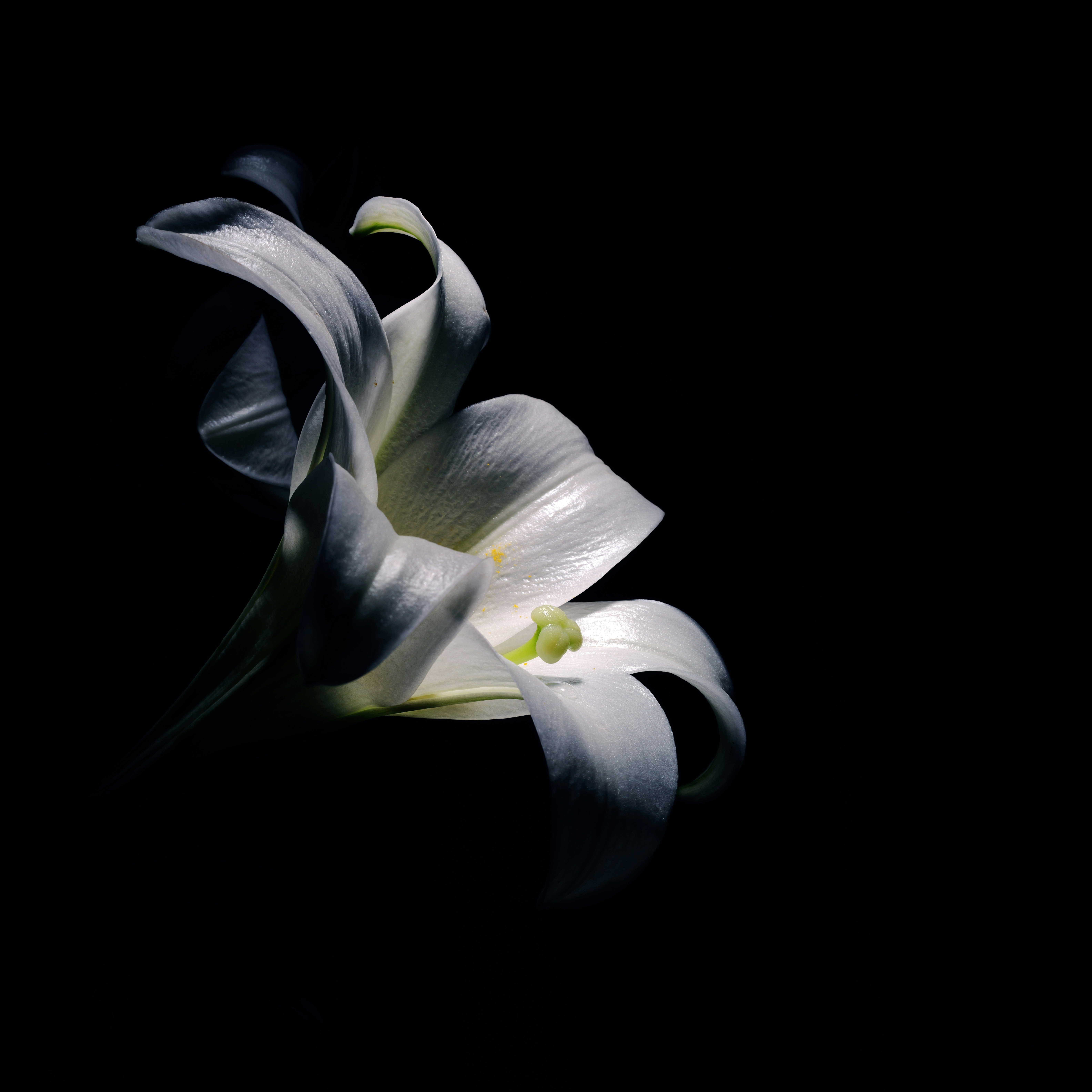 Photo by thephotochad