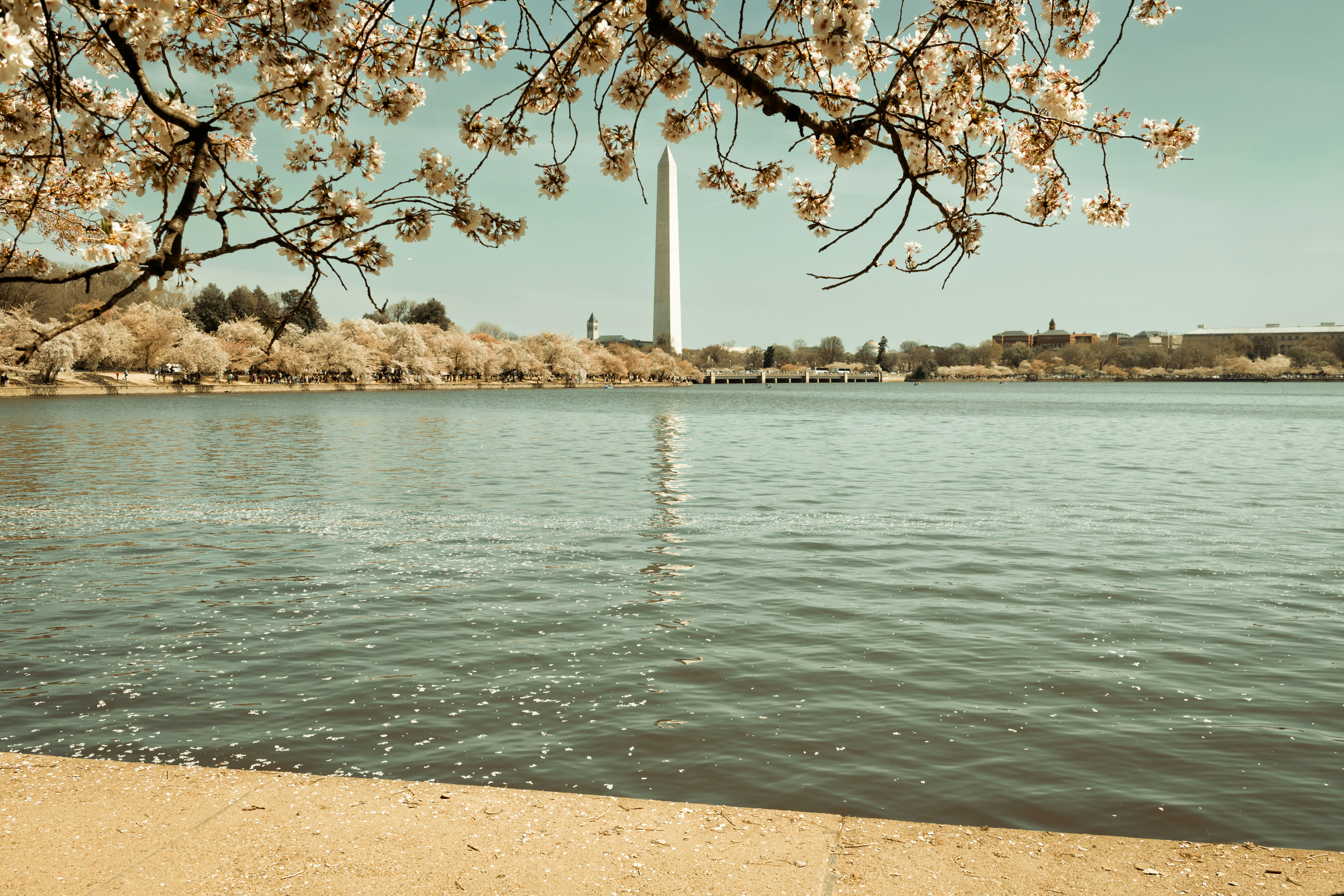 Washington monument viewed through cherry blossoms