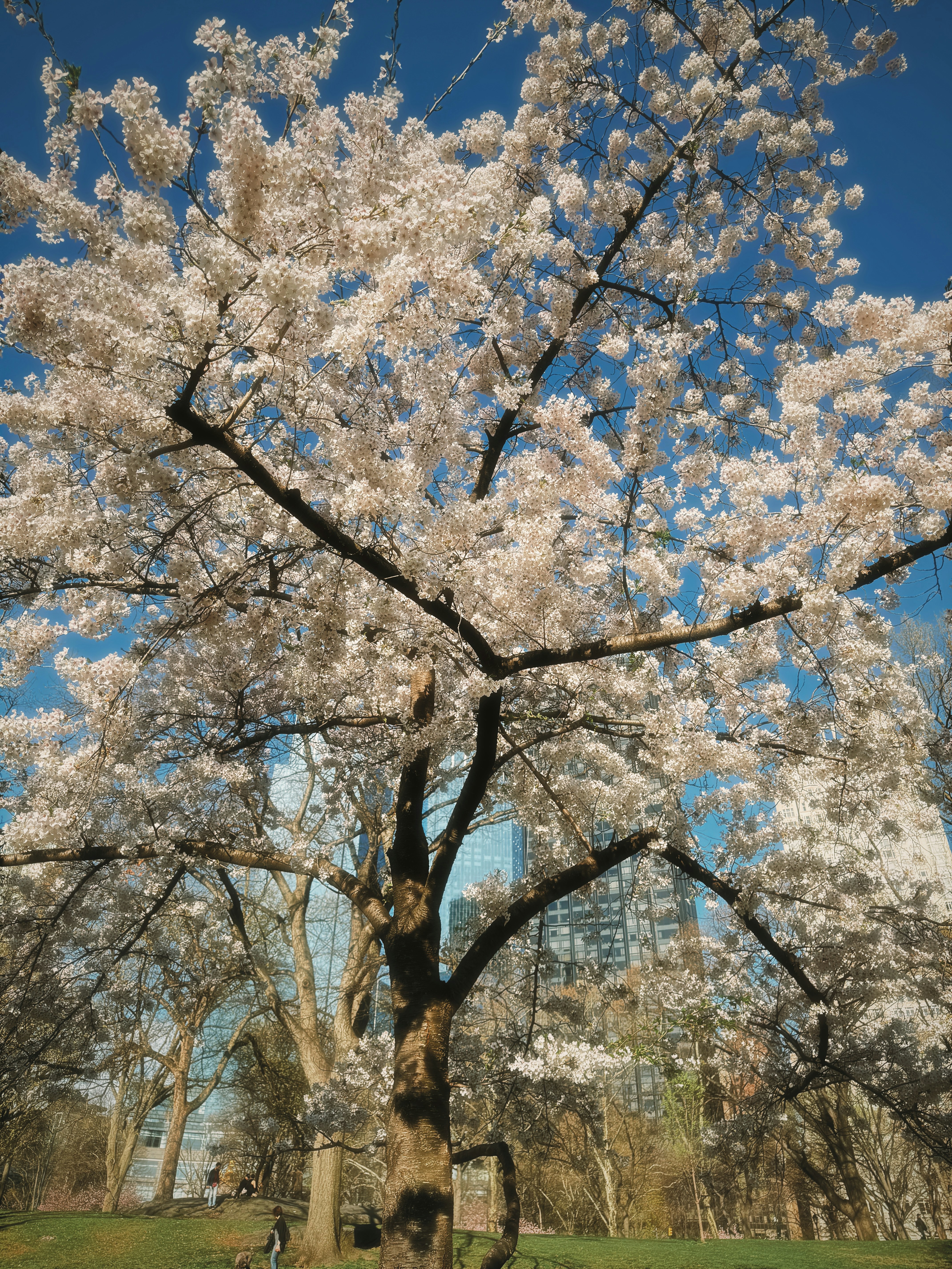Cherry blossoms bloom against a bright blue sky.