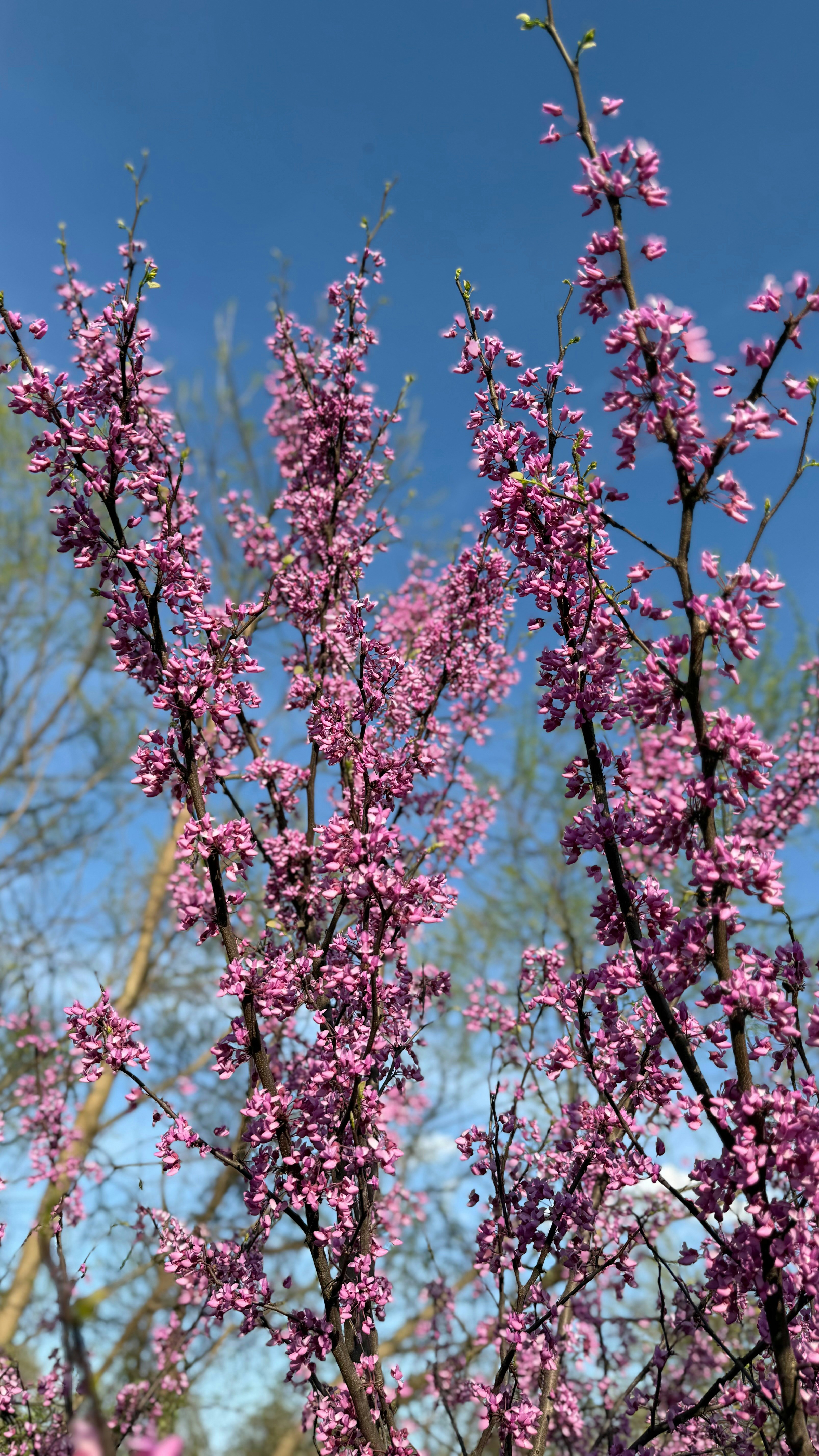 Pink blossoms on branches against a blue sky