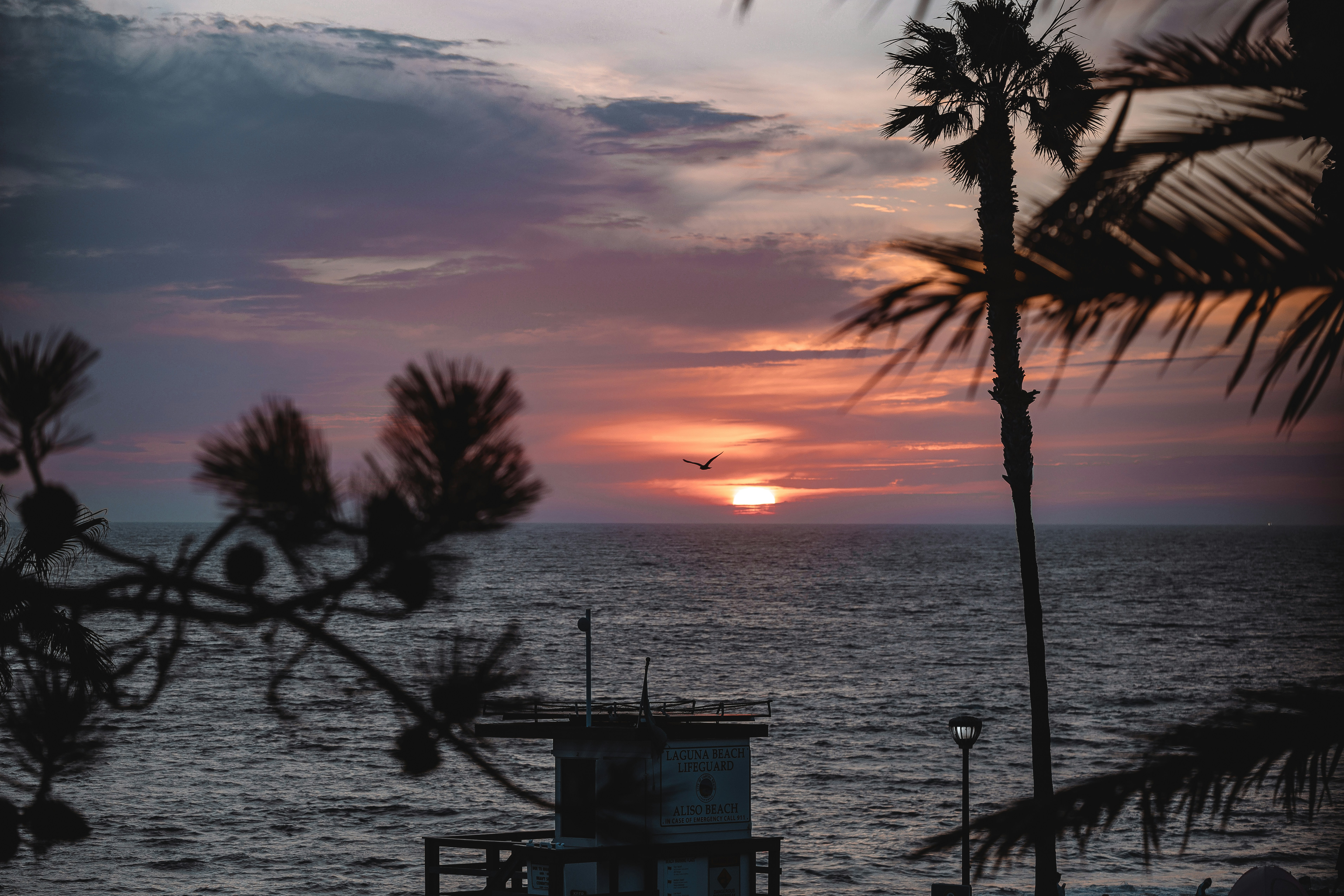 Sunset over the ocean with palm trees