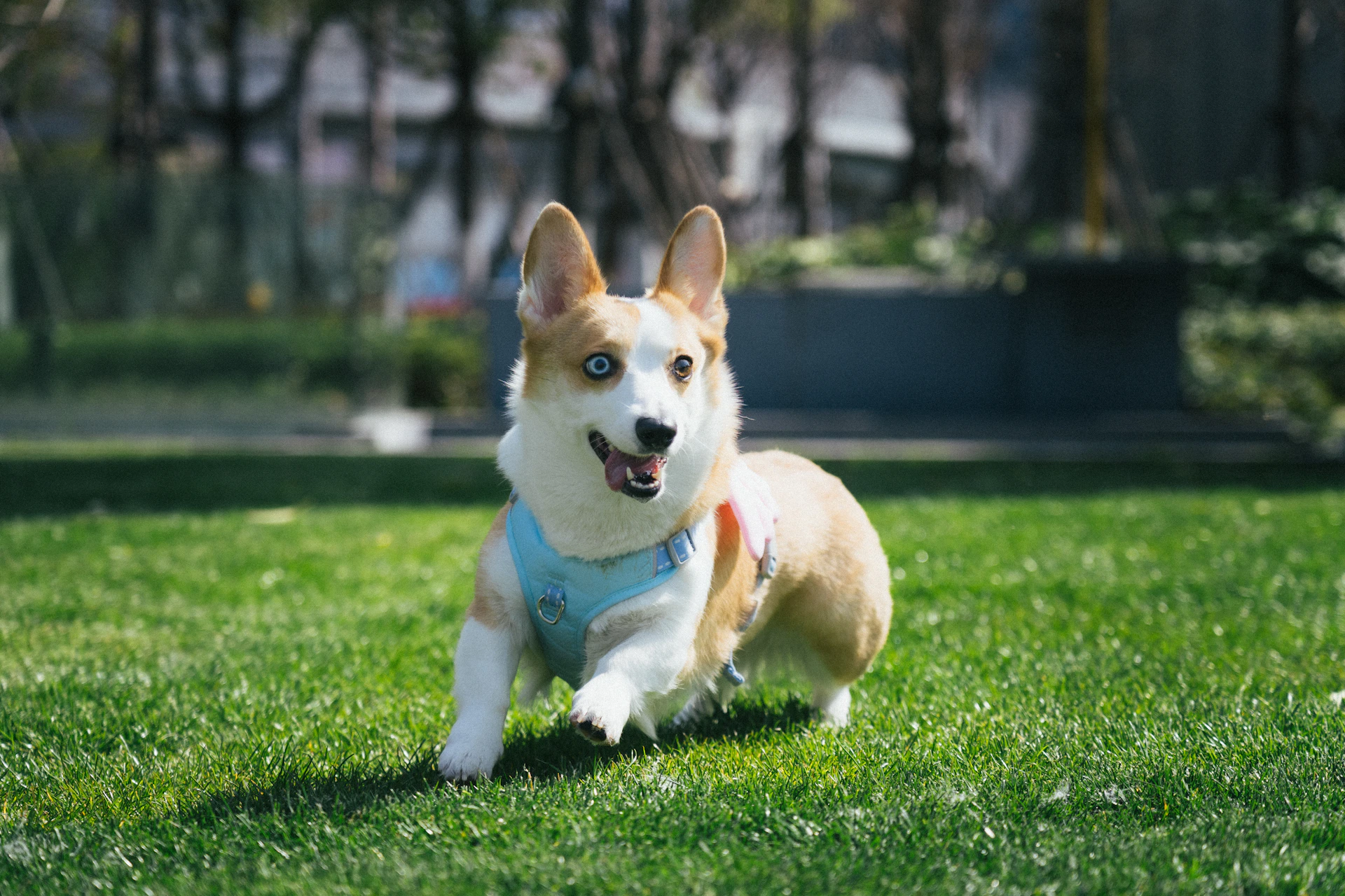 A corgi dog running on green grass