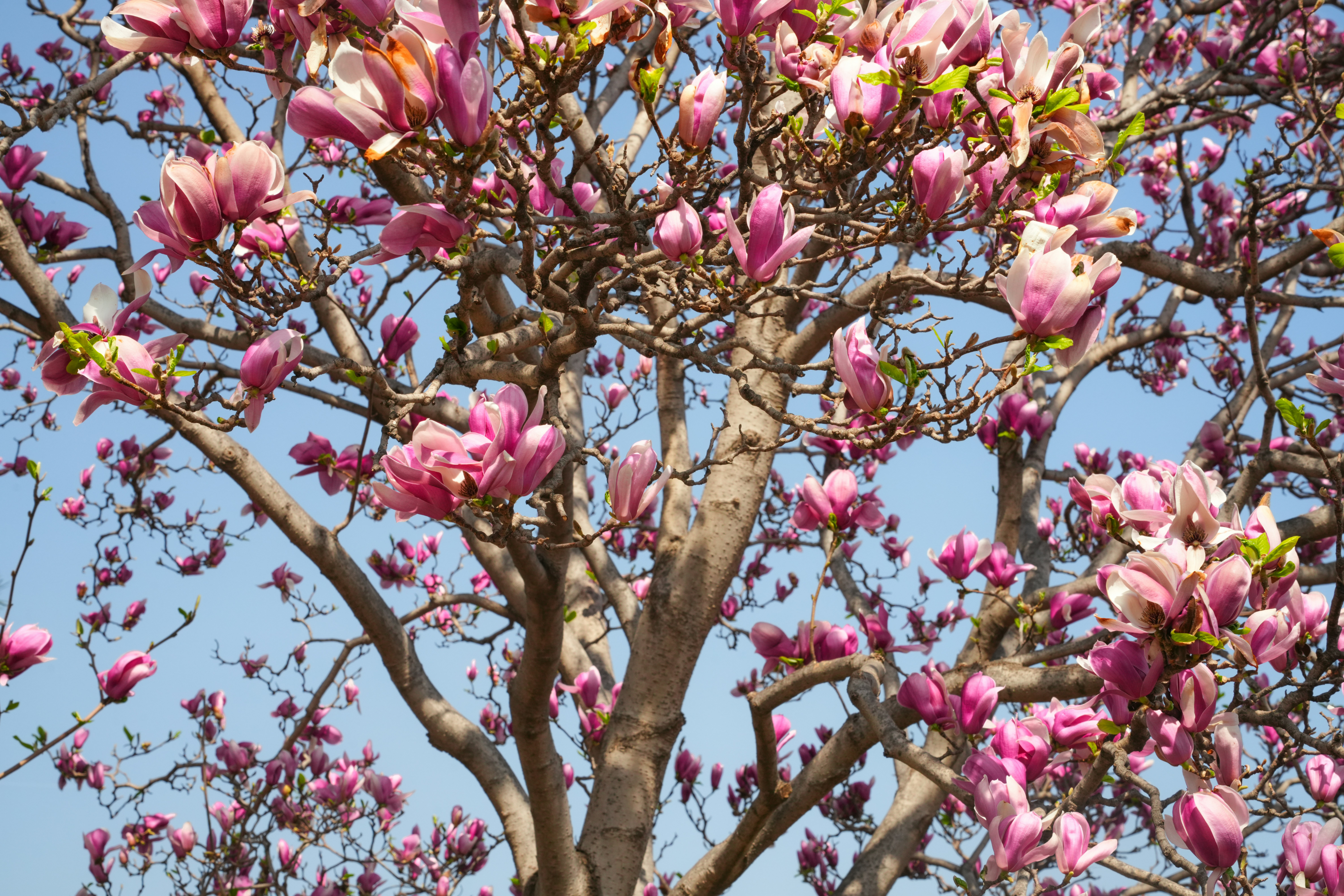 Un magnolia en flor con flores rosas