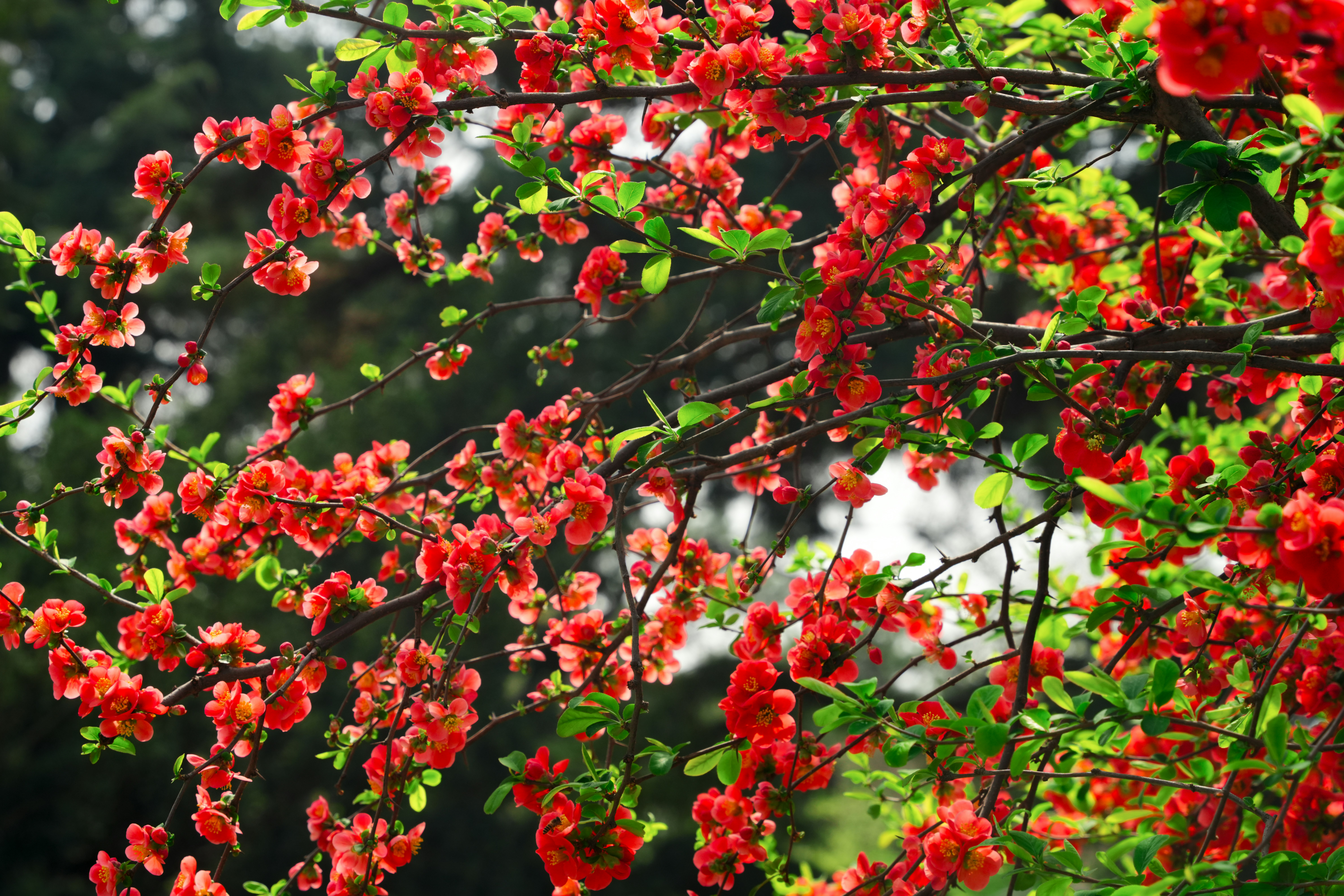 Una rama de árbol con flores rojas vibrantes y hojas verdes.