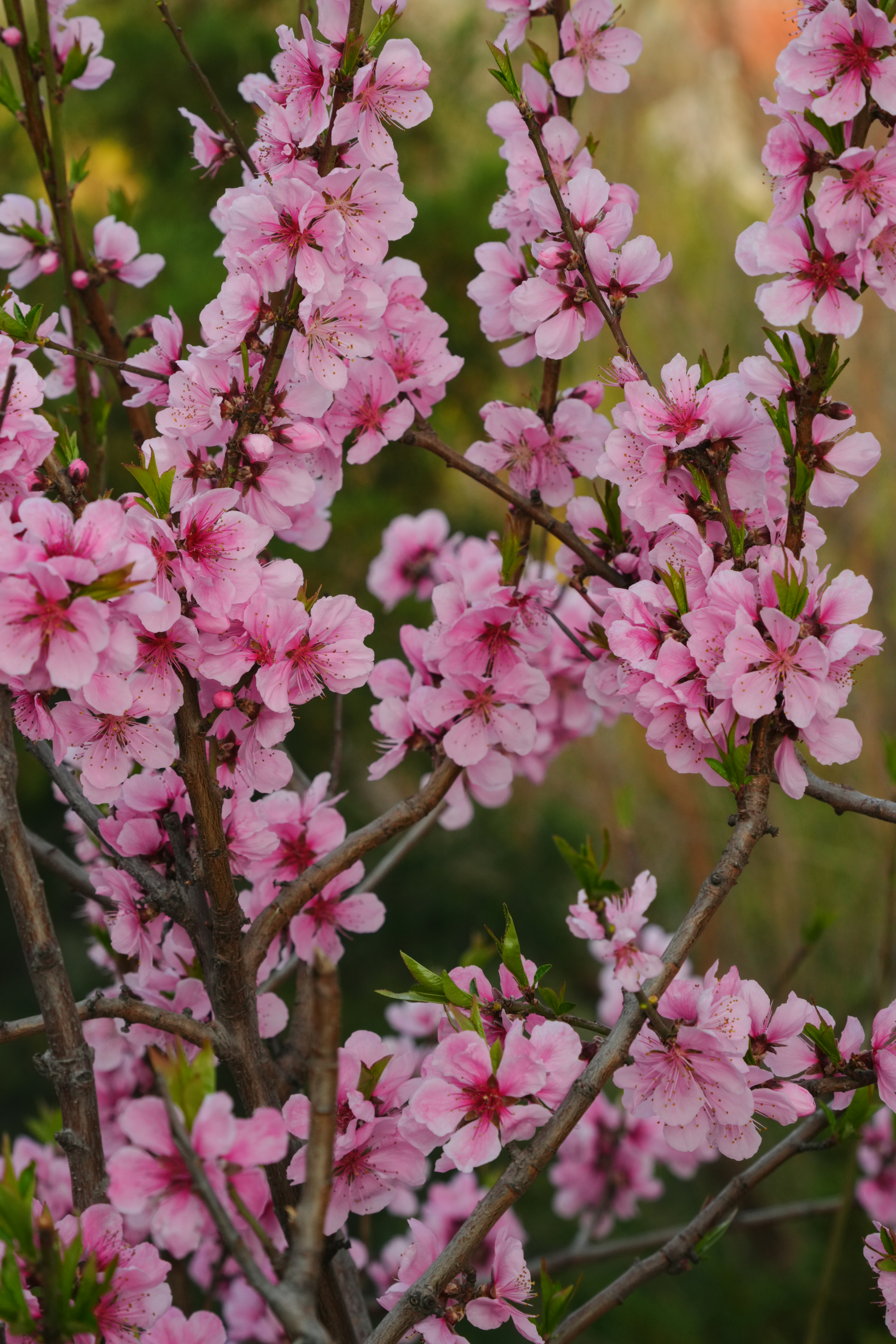 Delicadas flores rosadas en una rama de árbol en flor.