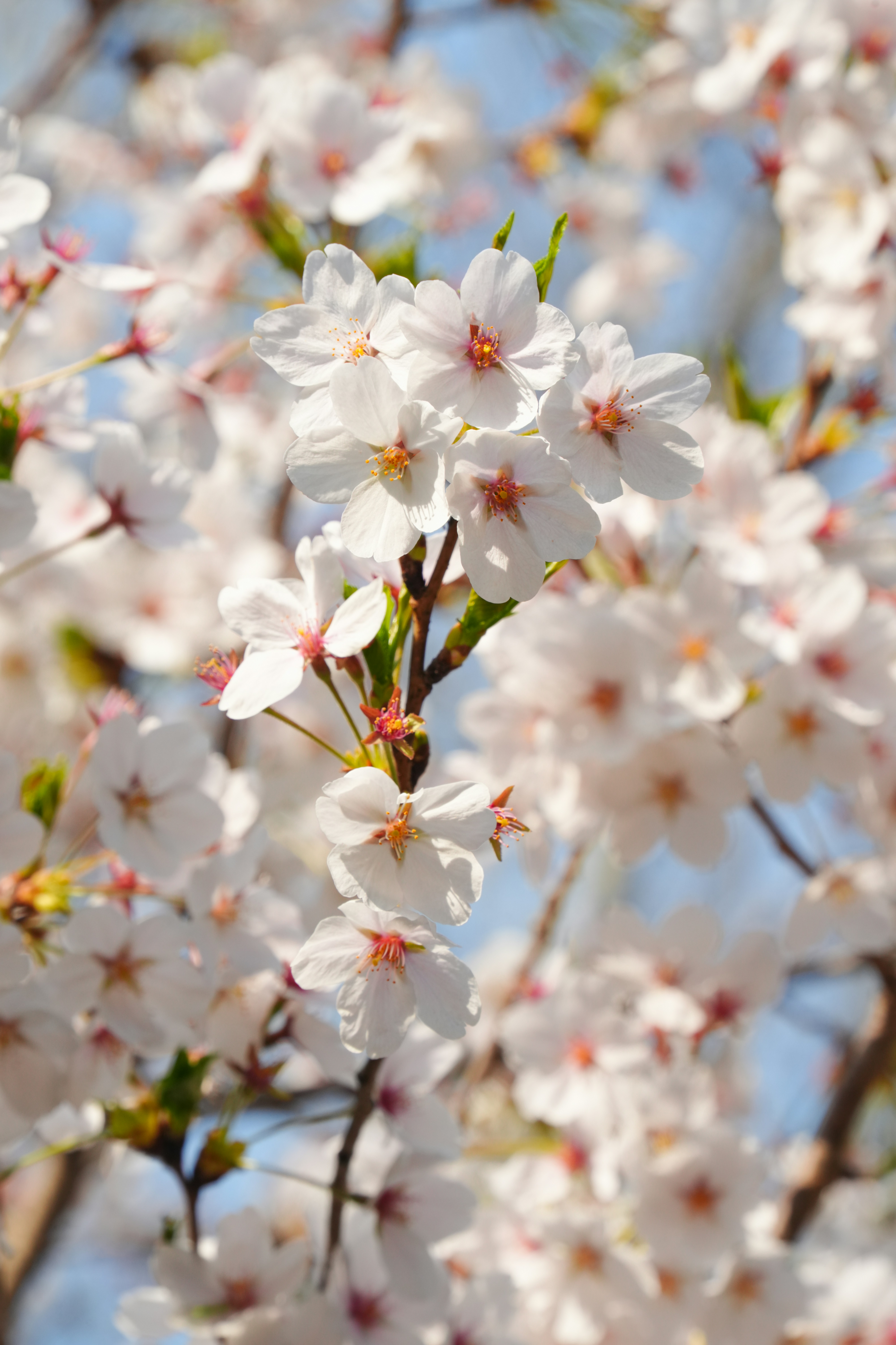 Photo by hattrick1996