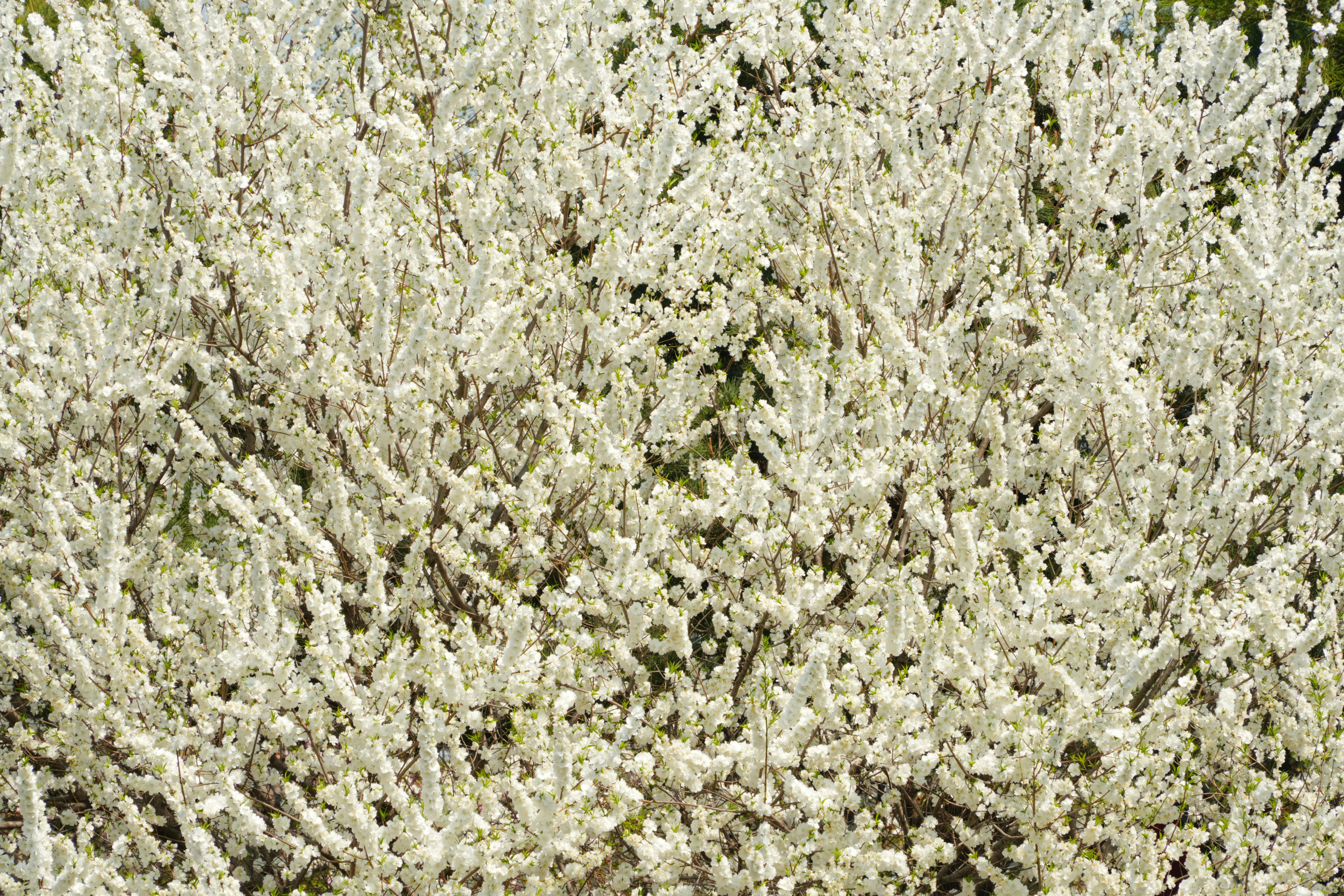 Un arbusto denso con pequeñas flores blancas