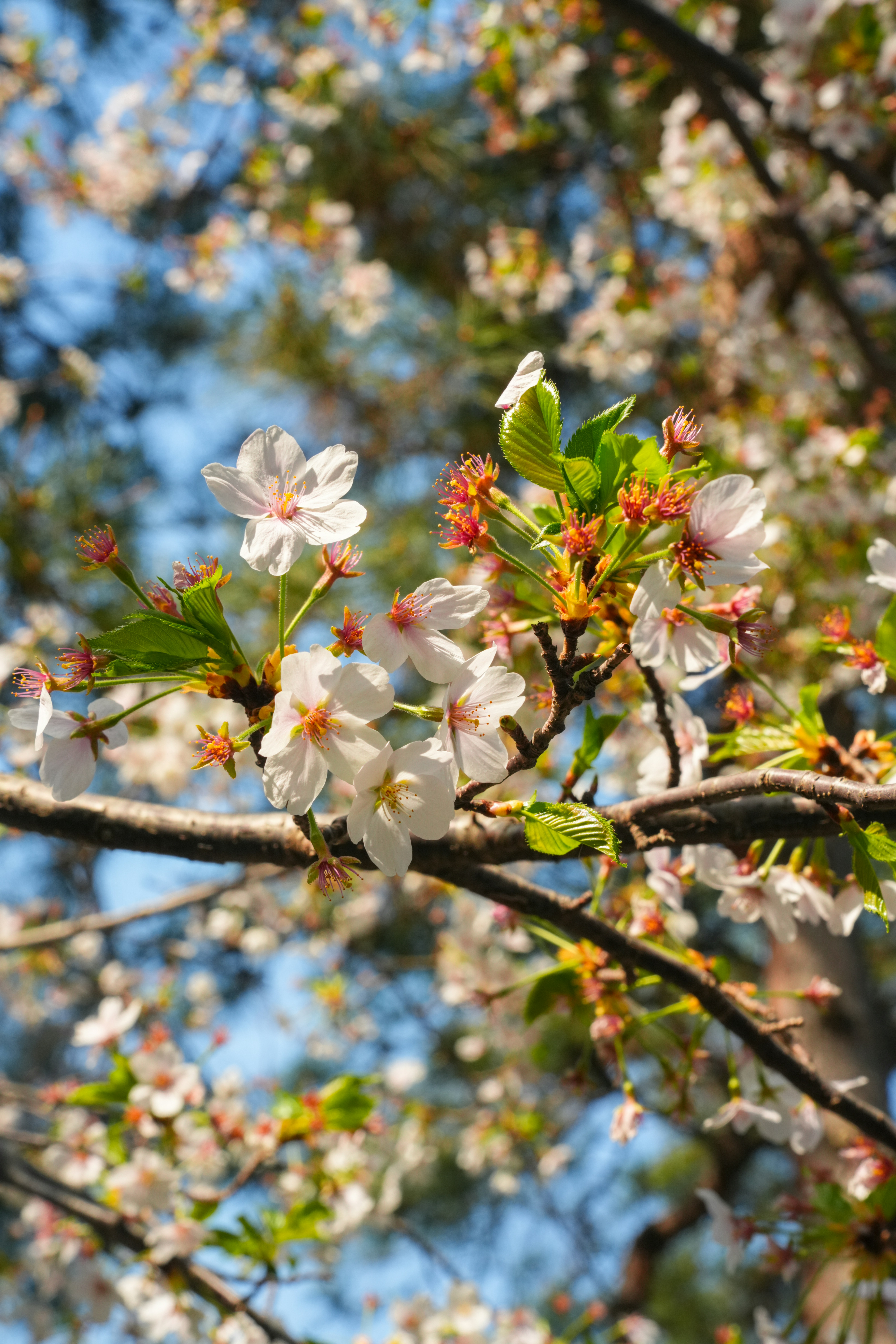 Photo by hattrick1996