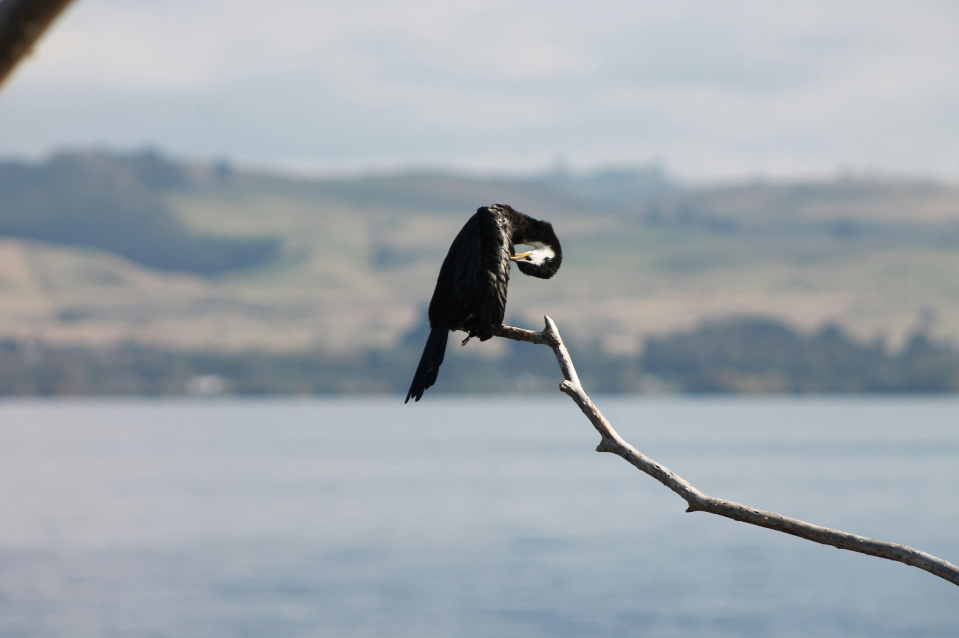 Un oiseau noir lissé sur une branche nue au-dessus de l’eau.