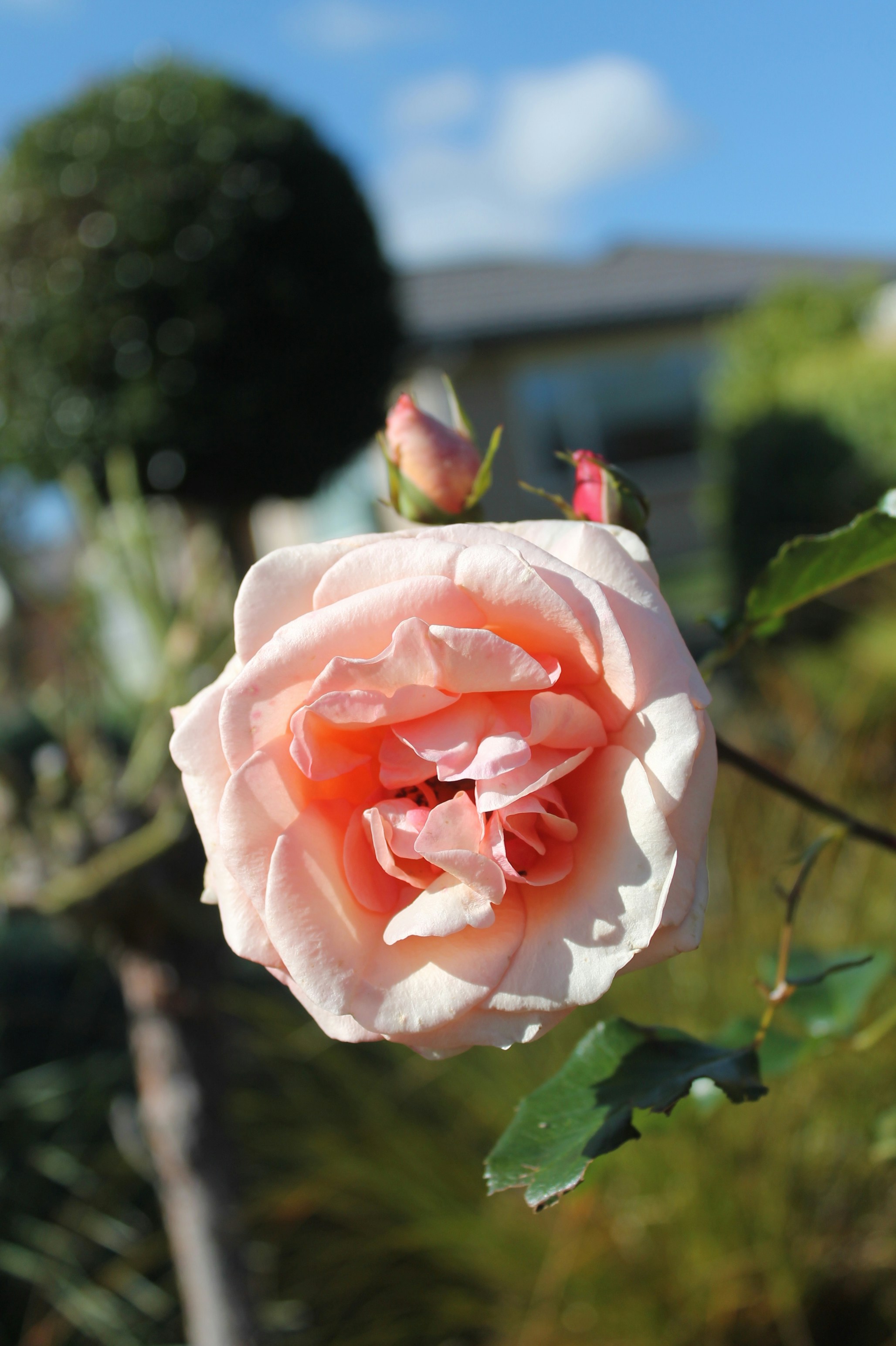 Une délicate rose rose fleurit dans un jardin.