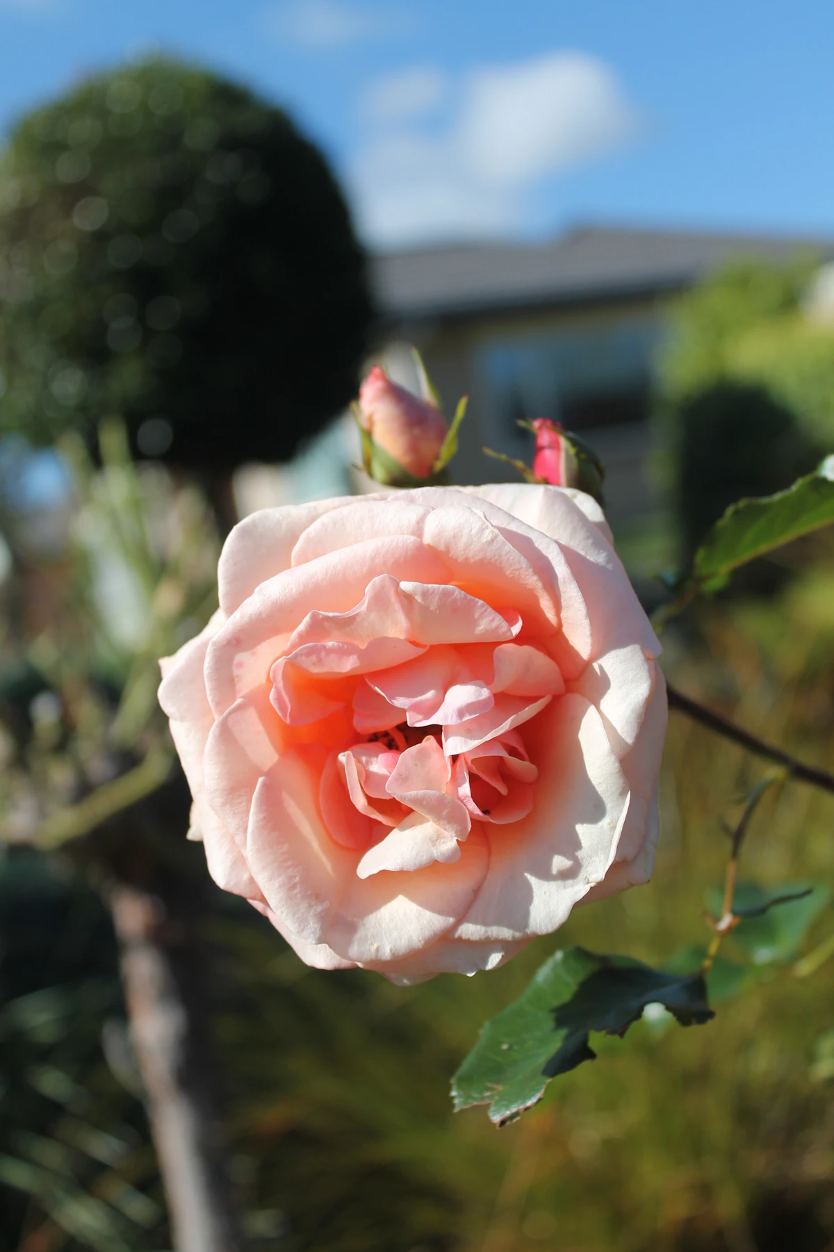 Rose leaves with rust fungal disease