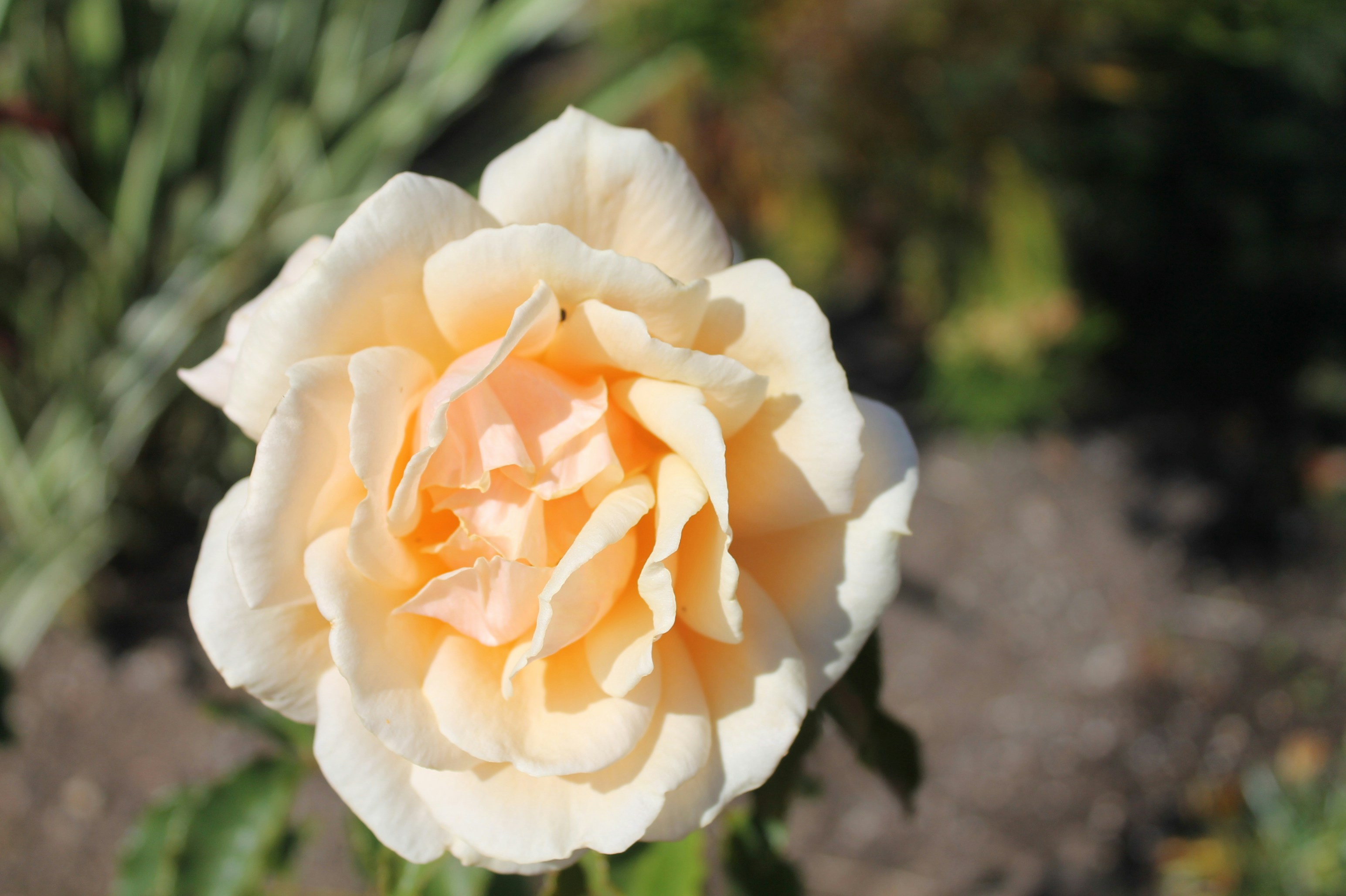 Une délicate rose pêche en pleine floraison dans un jardin.