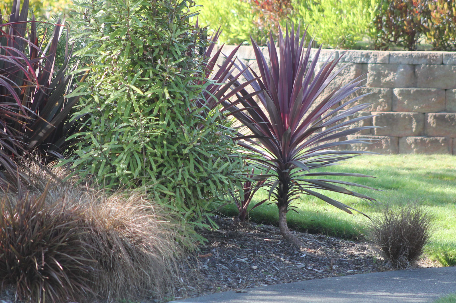 Purple-leaved cabbage tree and fine grasses in a bark-mulched bed in front of a stone block retaining wall