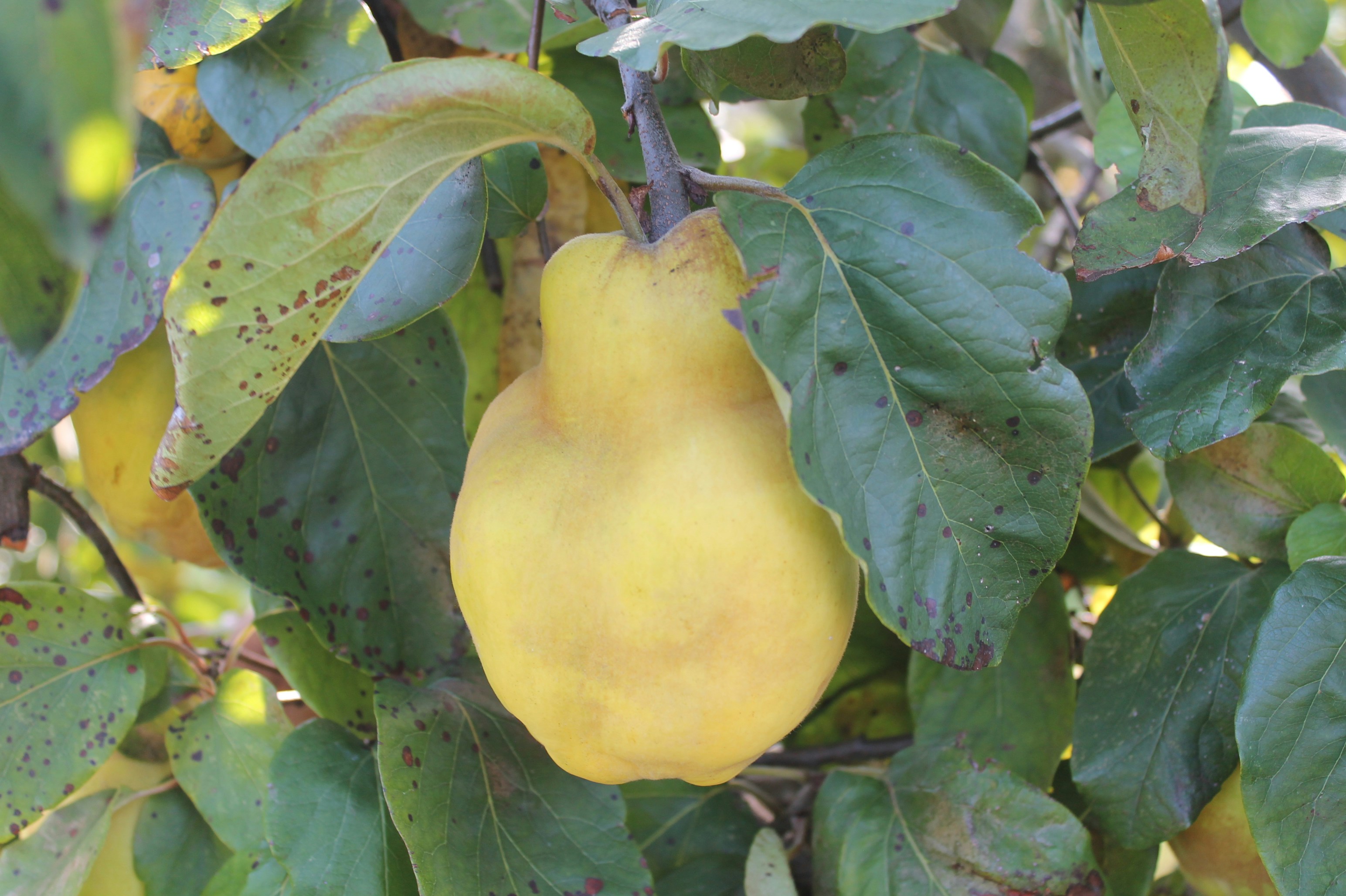 Un coing jaune mûr pend à une branche d’arbre.