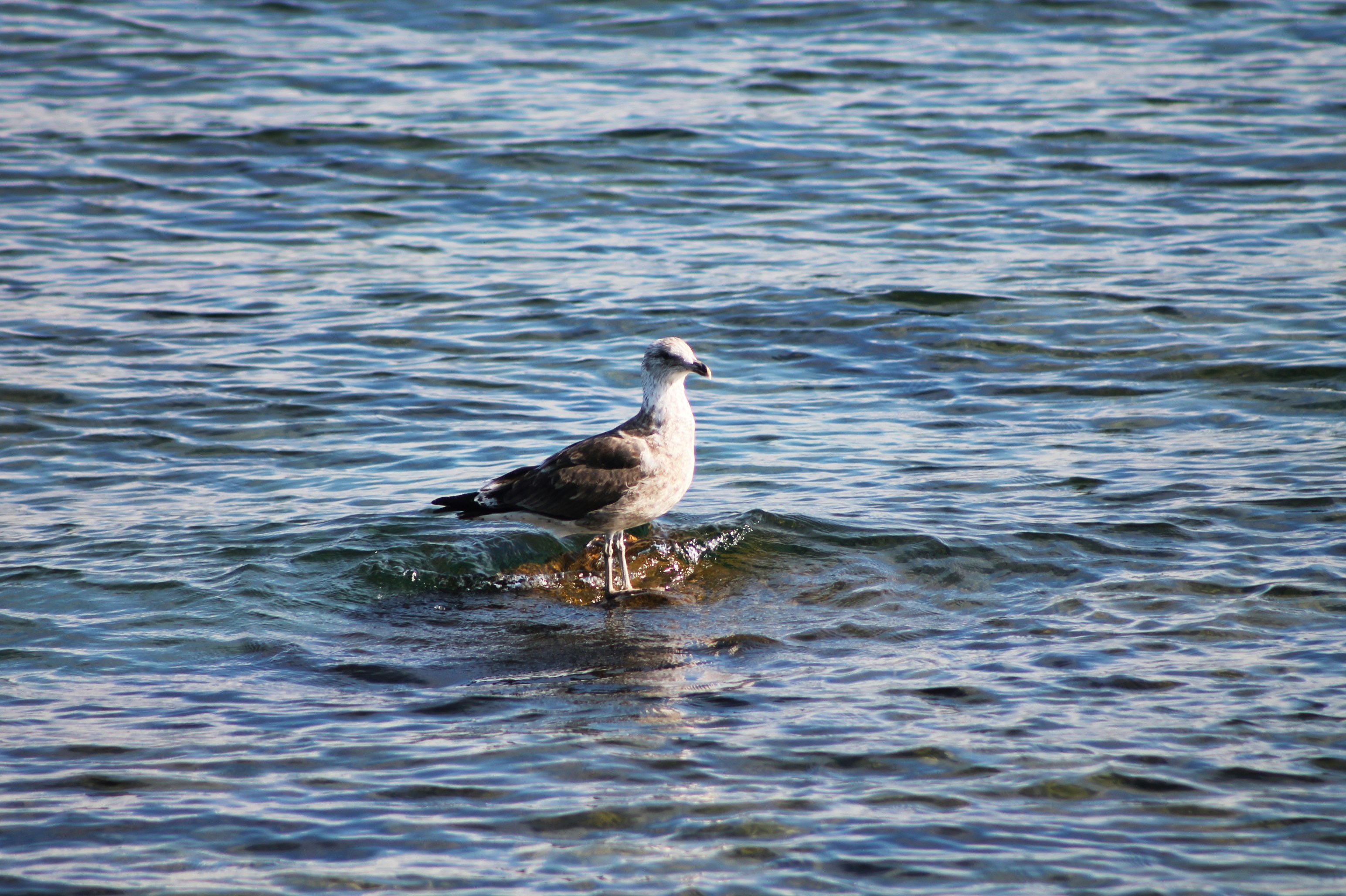 Une mouette se tient sur un rocher dans l’eau.