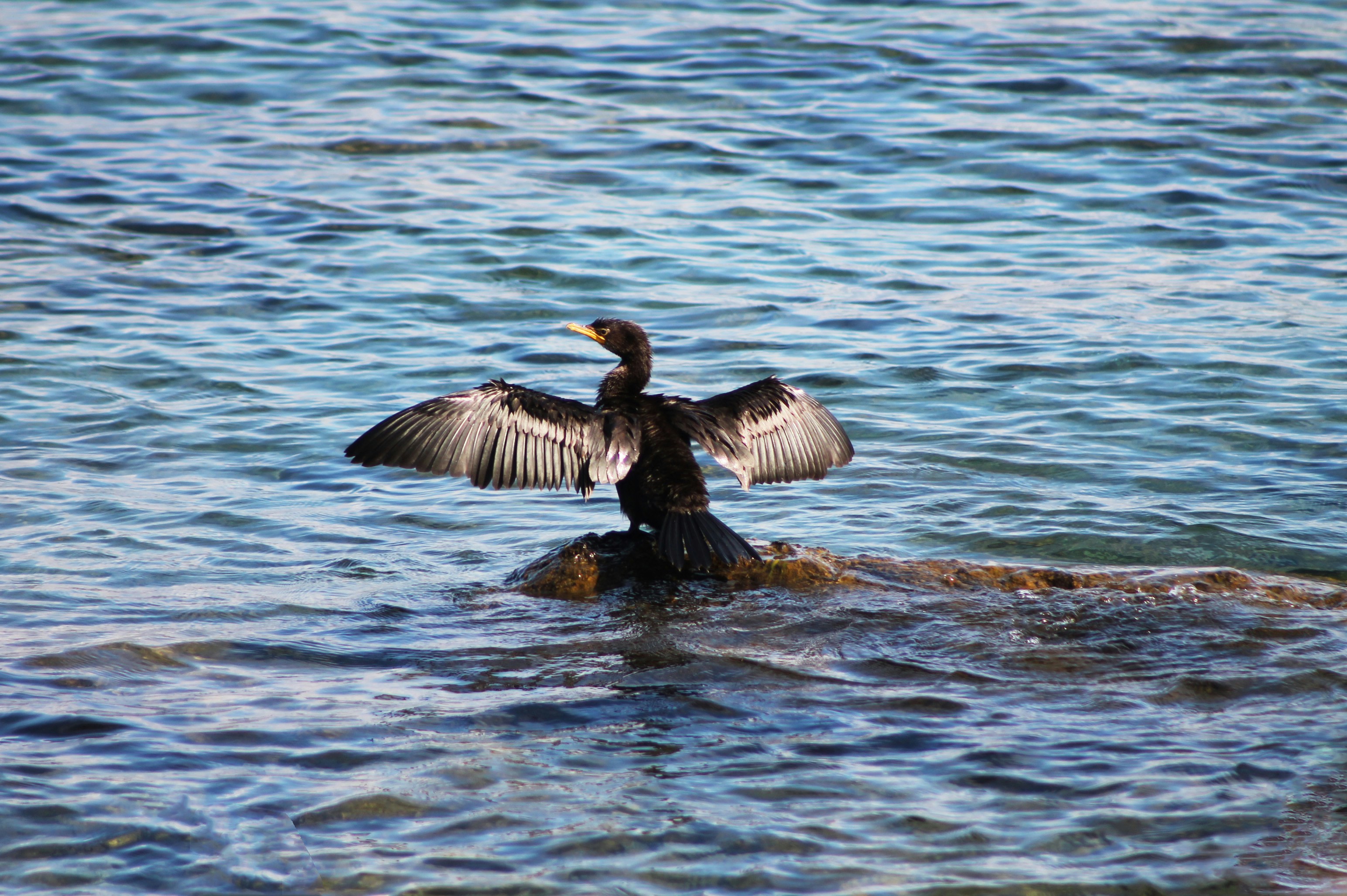Un oiseau aux ailes déployées sur un rocher