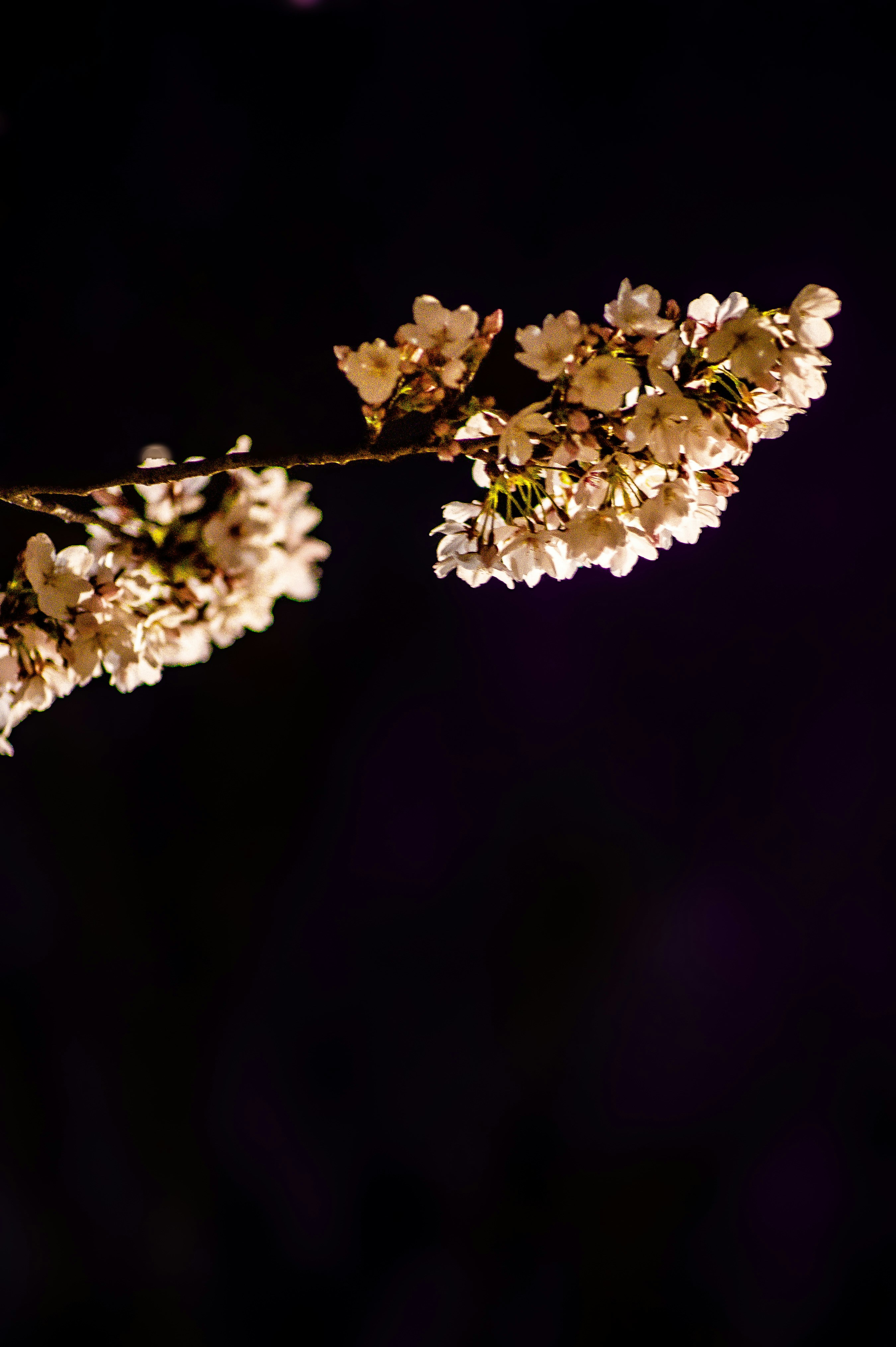 Photo by isoten