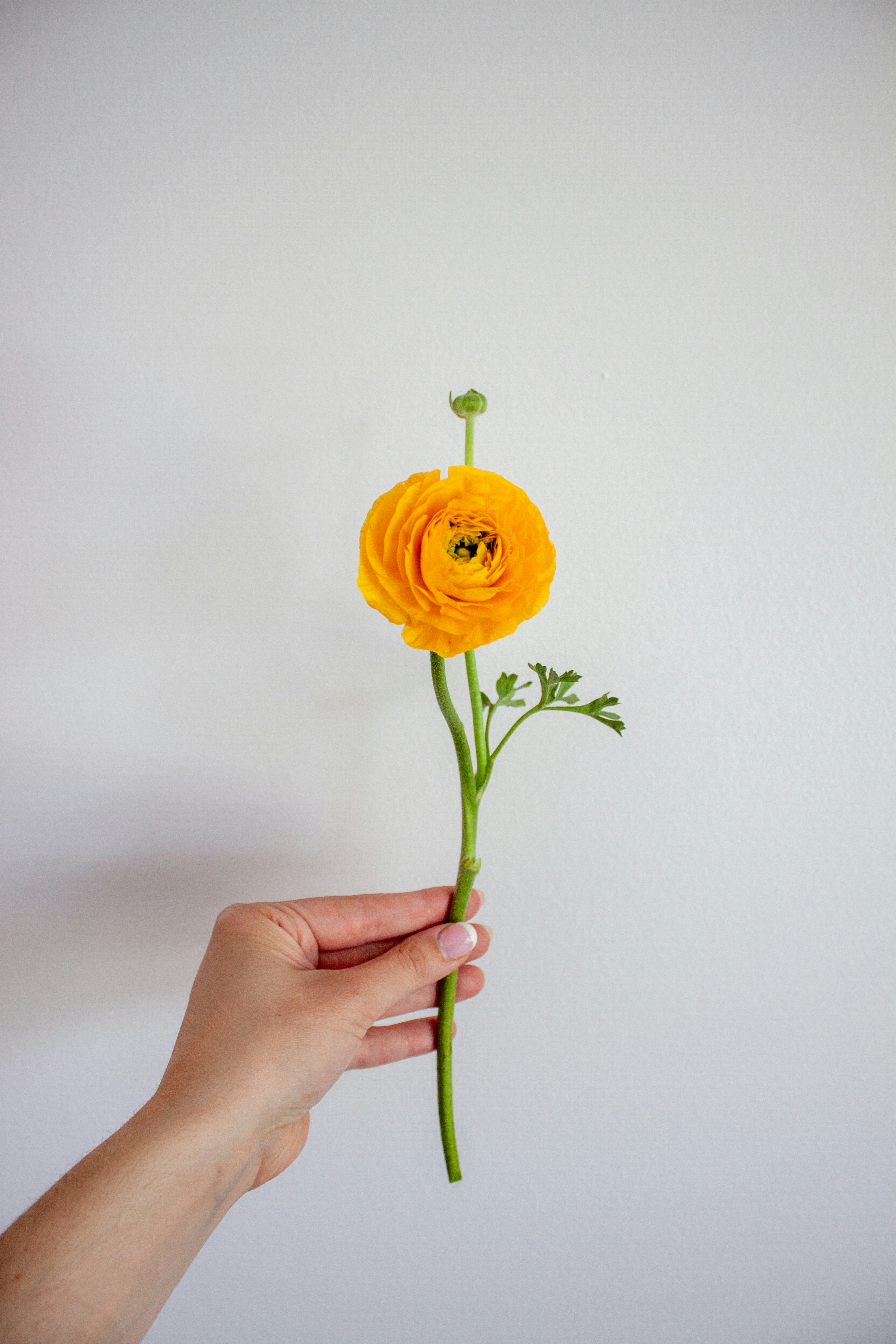 A hand holding a single orange ranunculus flower.