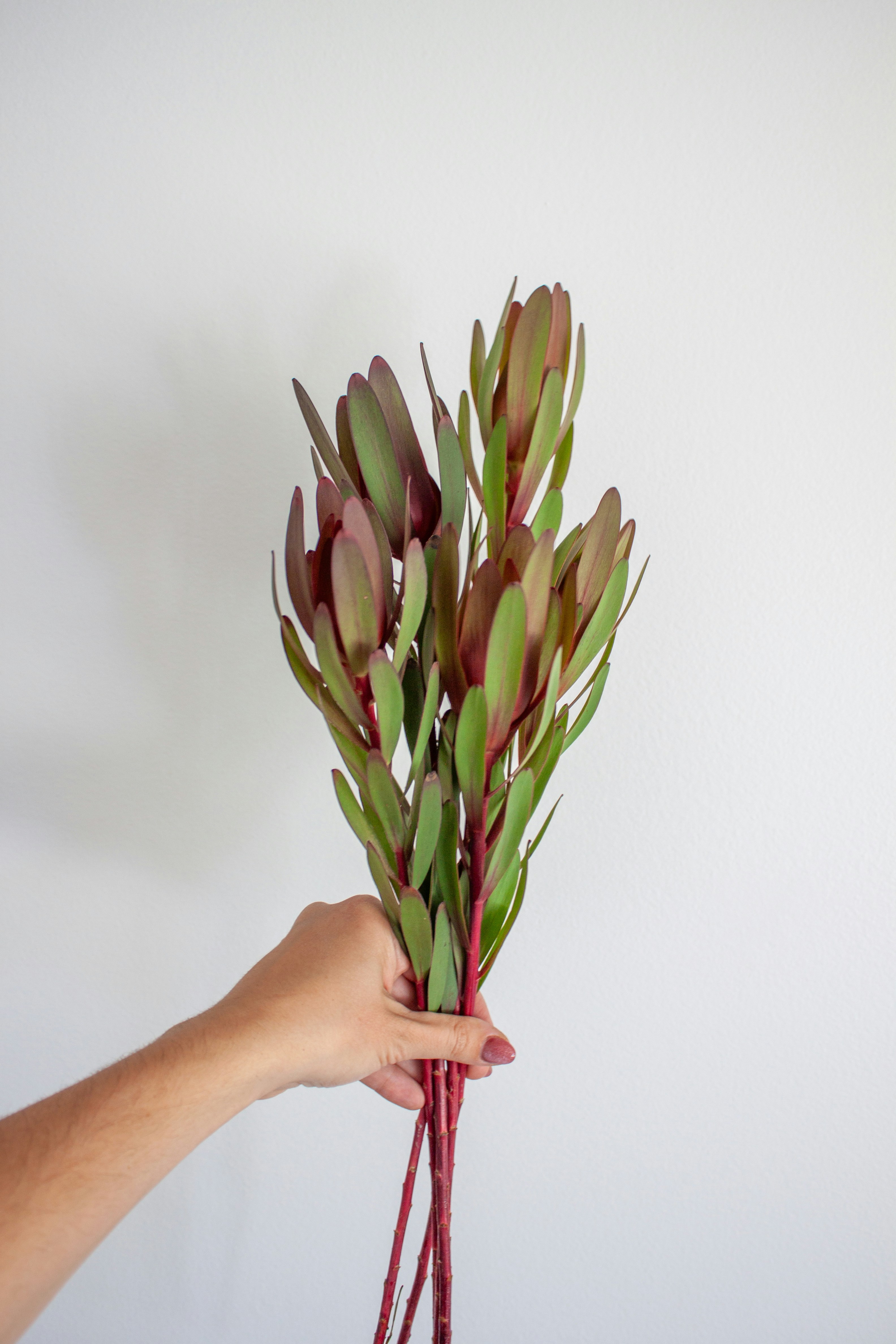 Hand holding a bouquet of protea flowers
