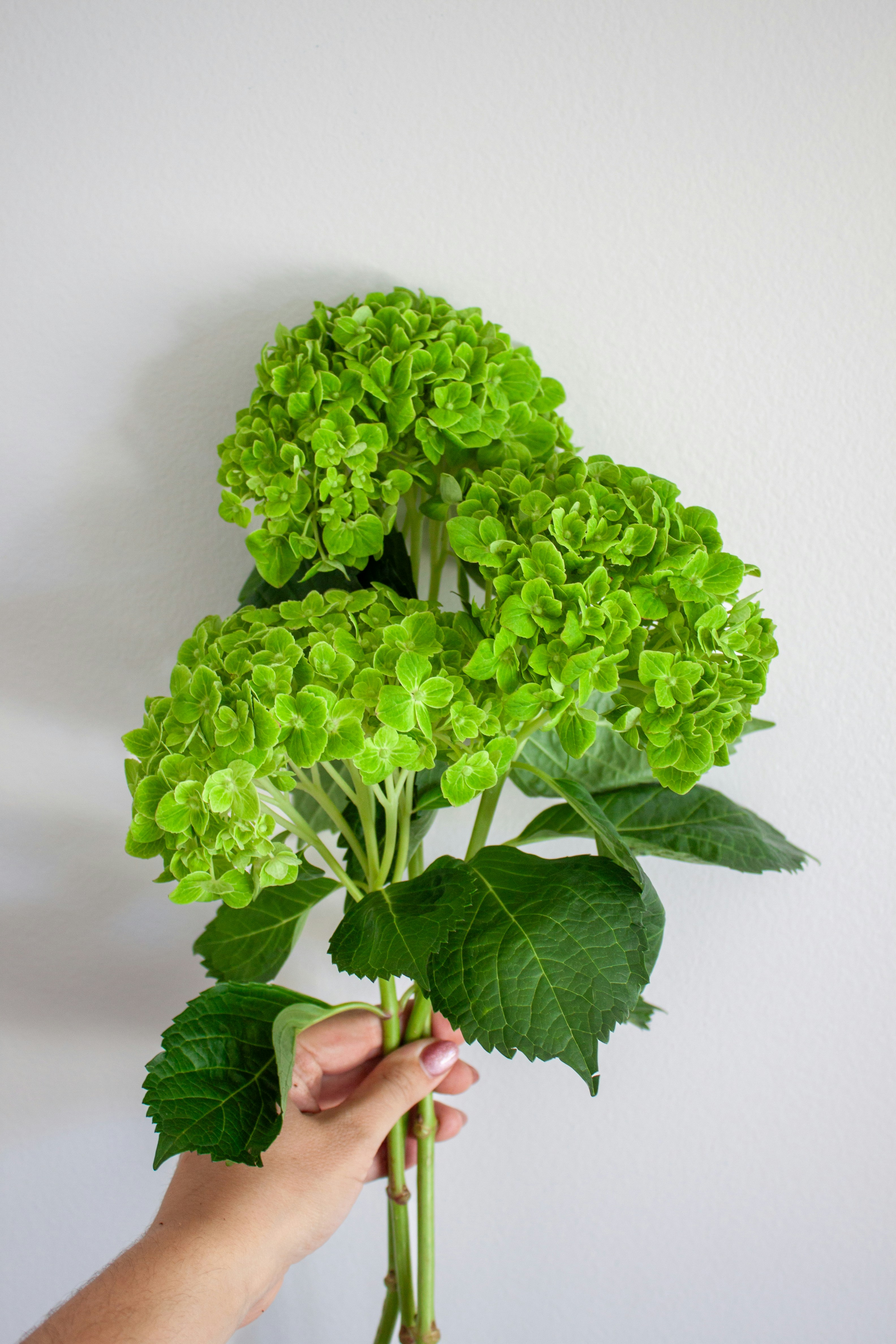 Hand holding bright green hydrangea flowers against white wall