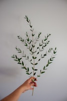 Eucalyptus