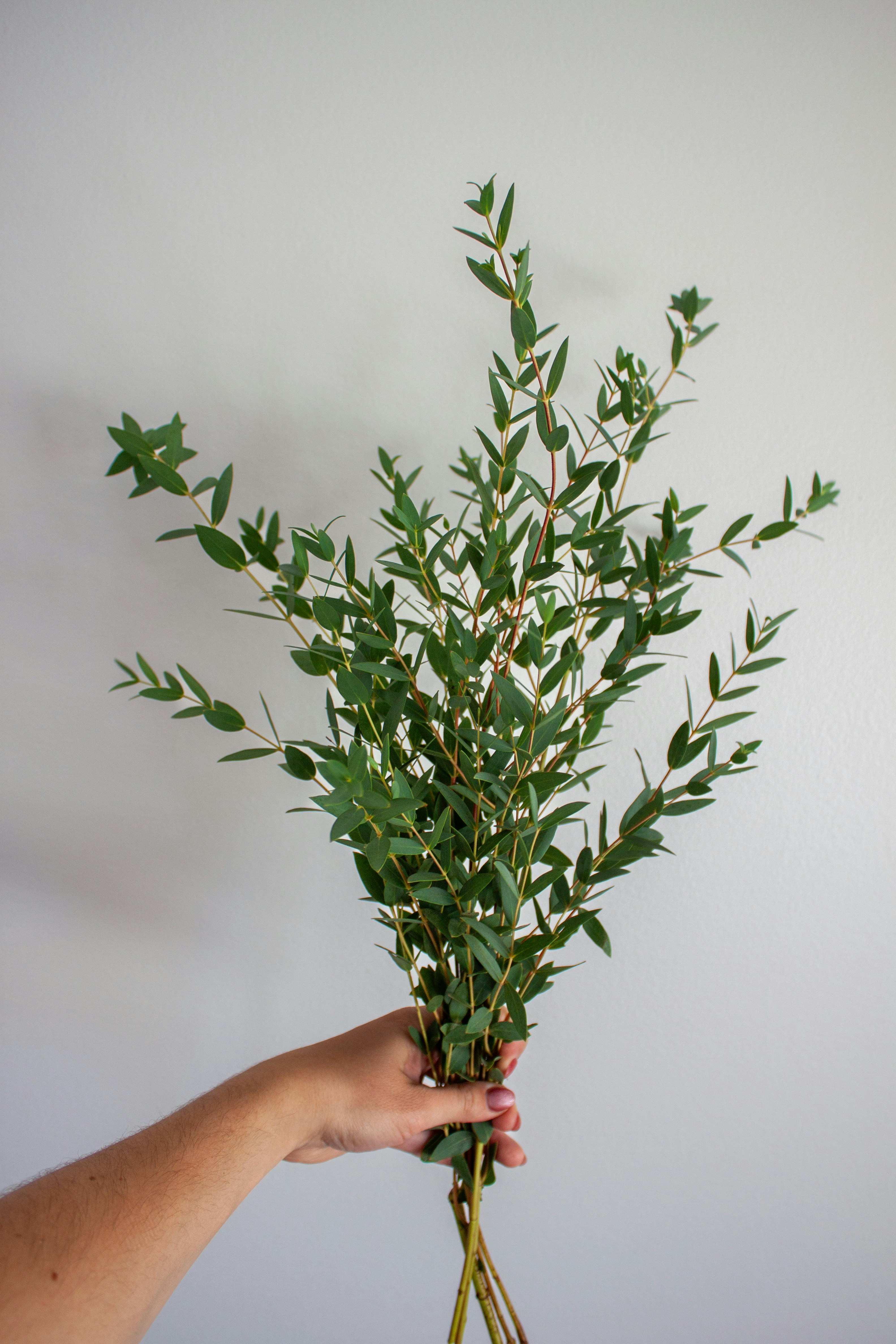 Hand holding a bouquet of eucalyptus branches