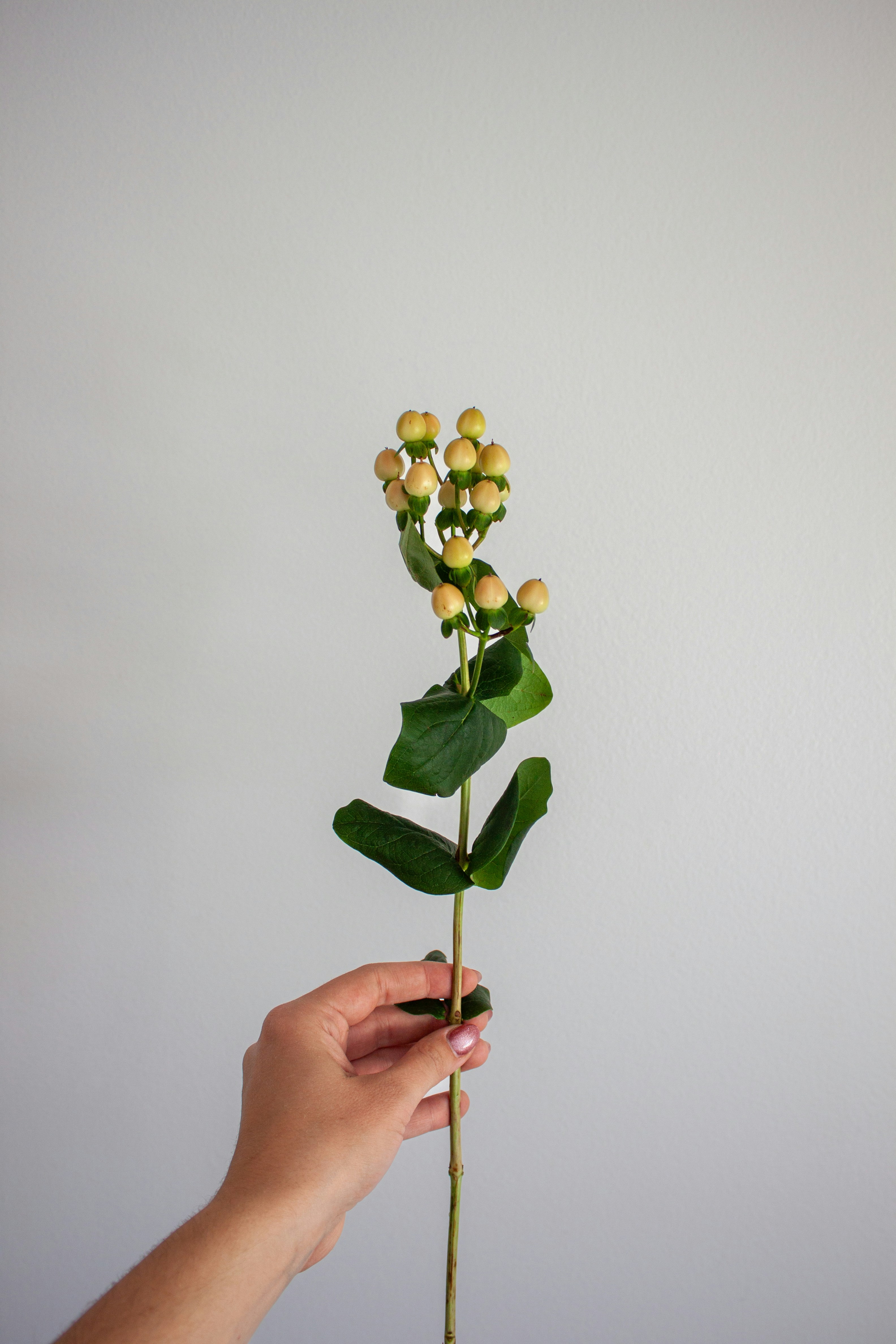 A hand holds a stem with small yellow berries.