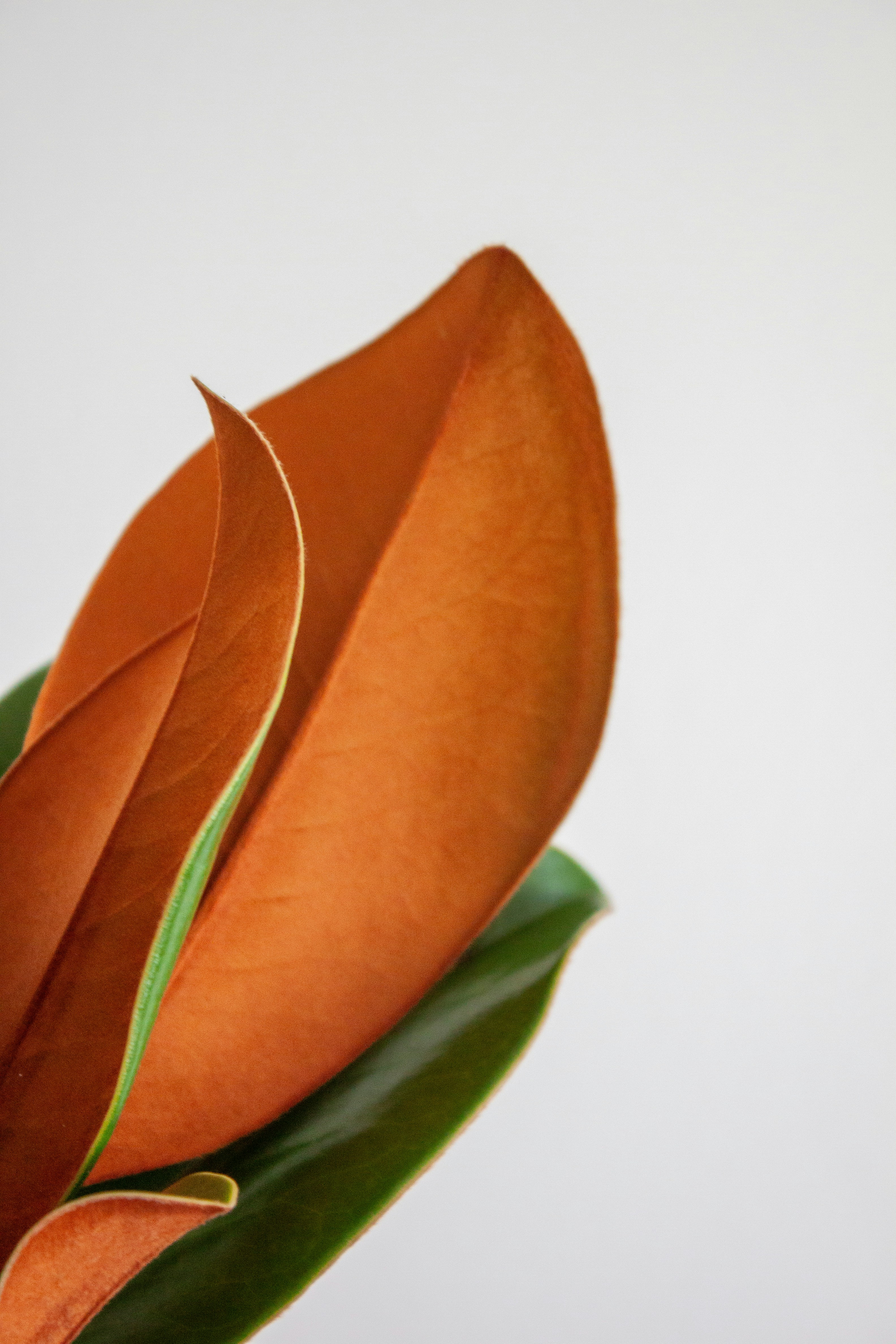 Close-up of large brown and green leaves