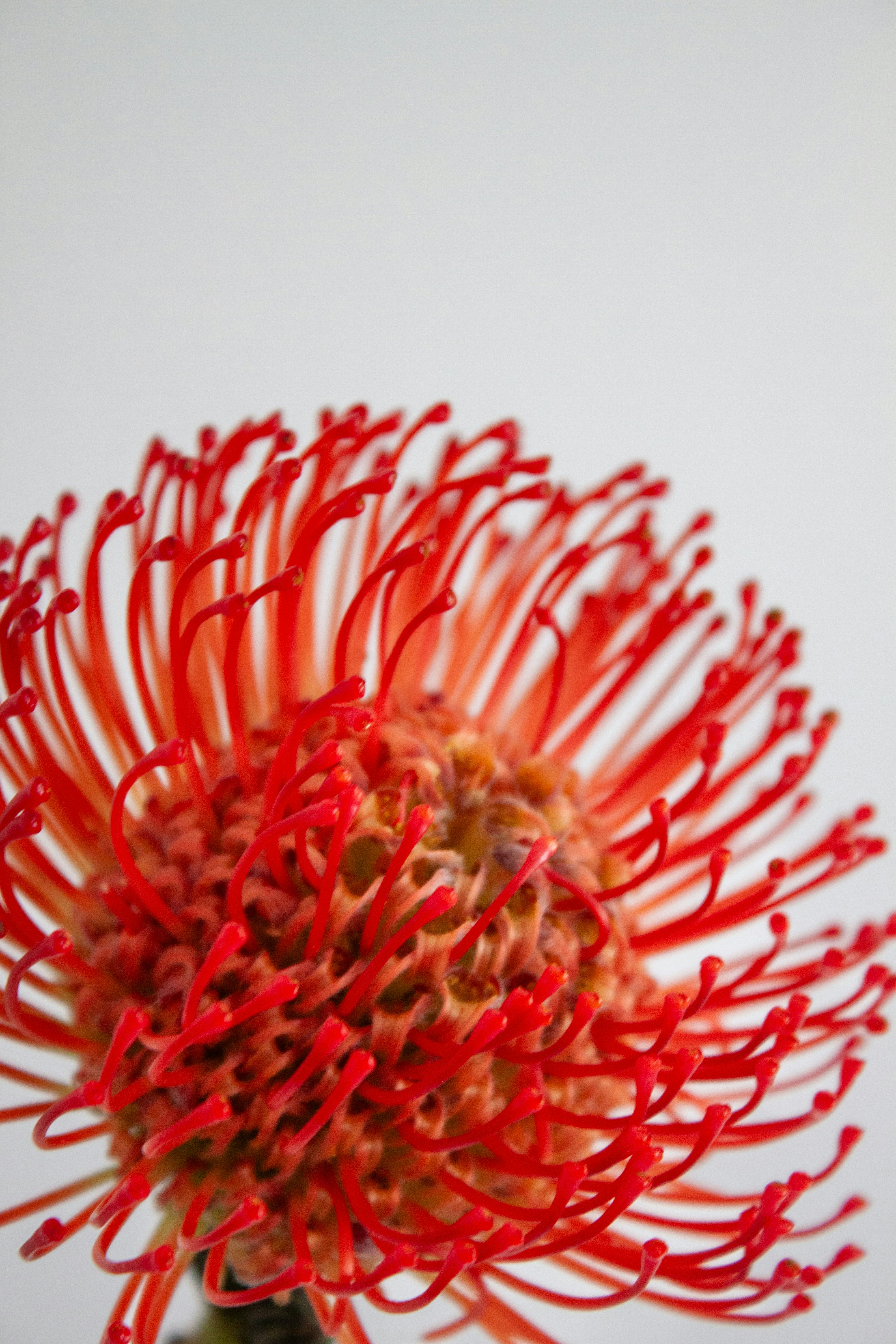A vibrant red pincushion protea flower against a white background.