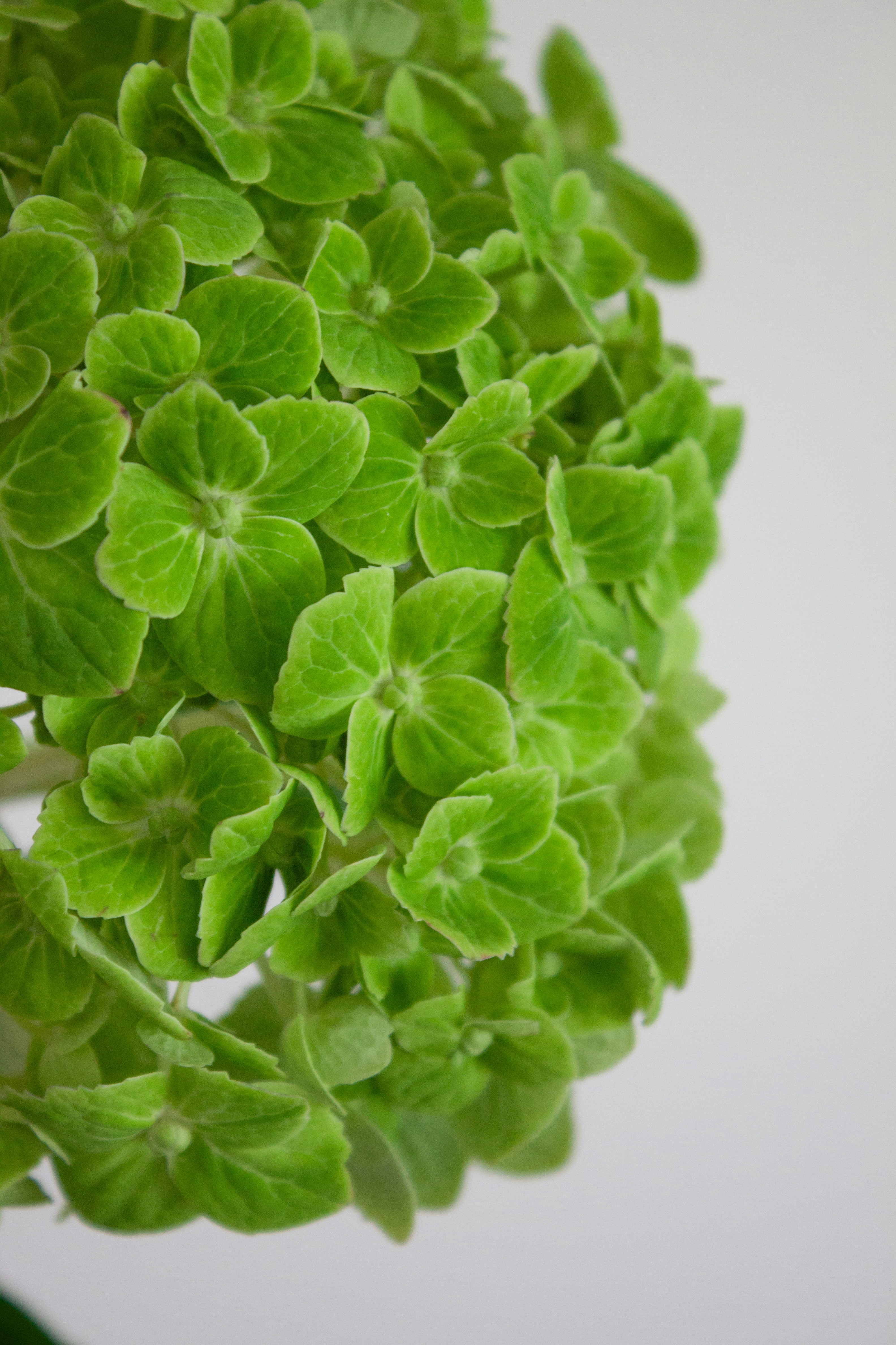 Close-up of vibrant green hydrangea flowers