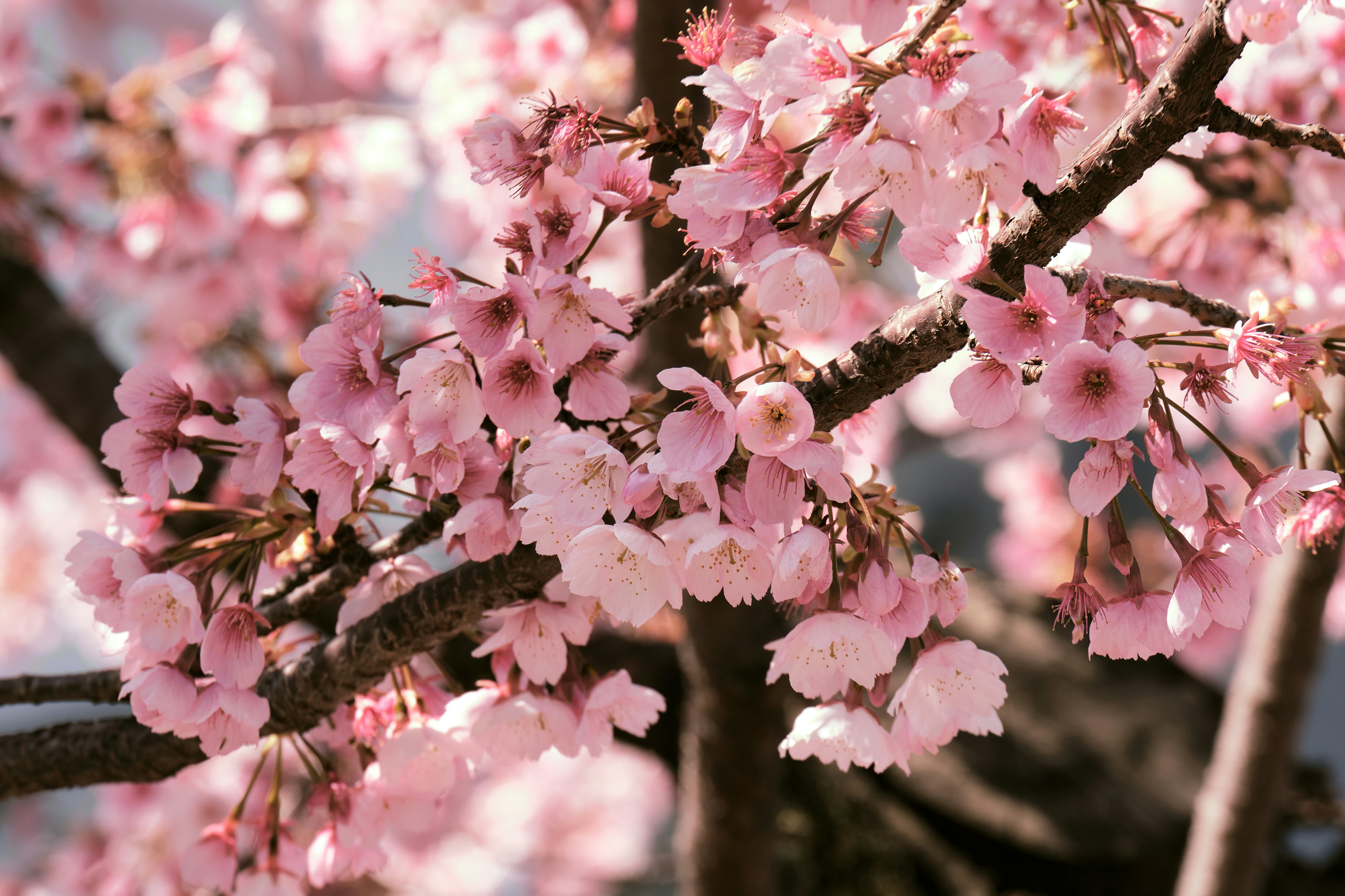 Photo by manhngo