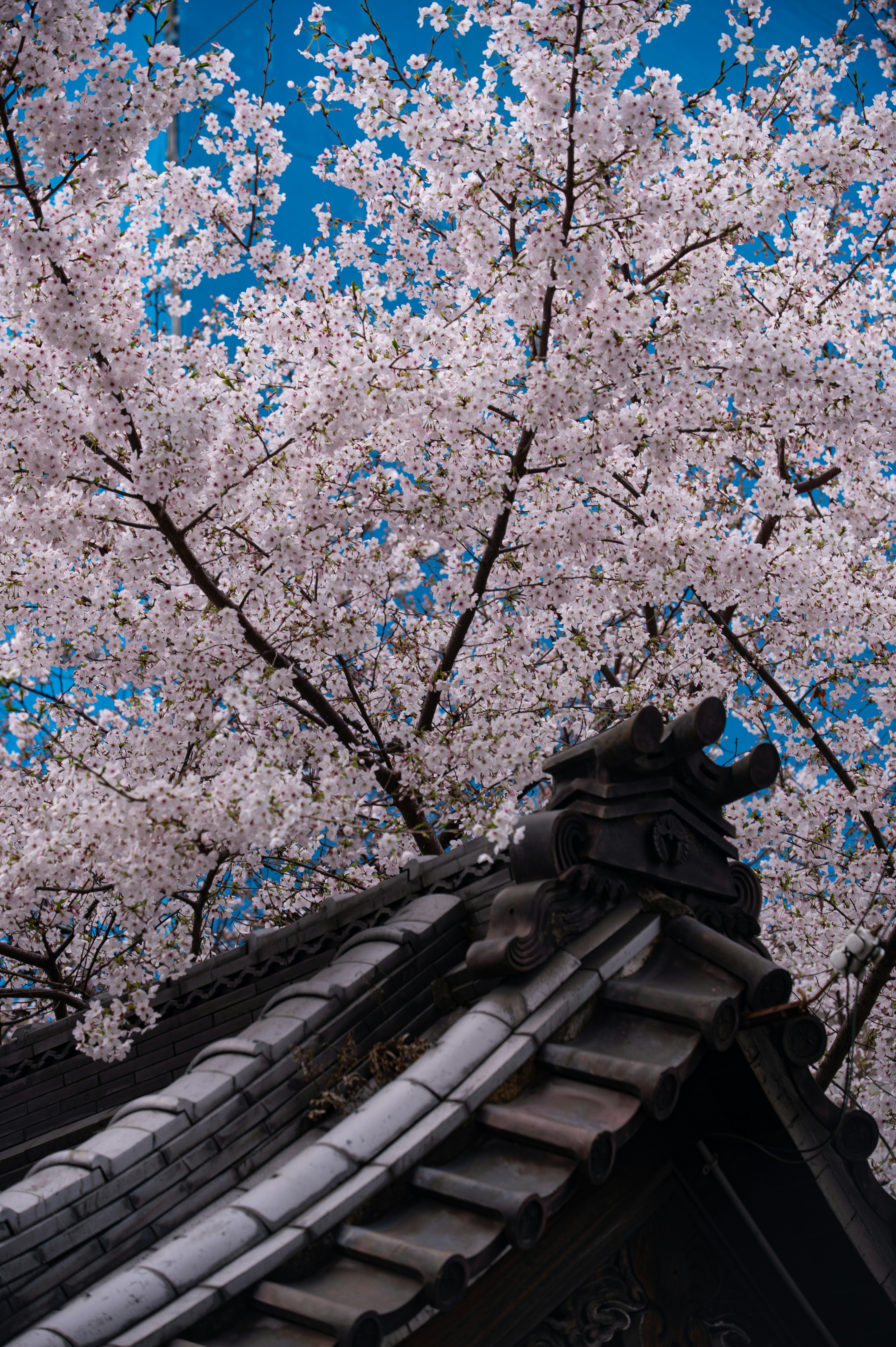 Photo by isoten