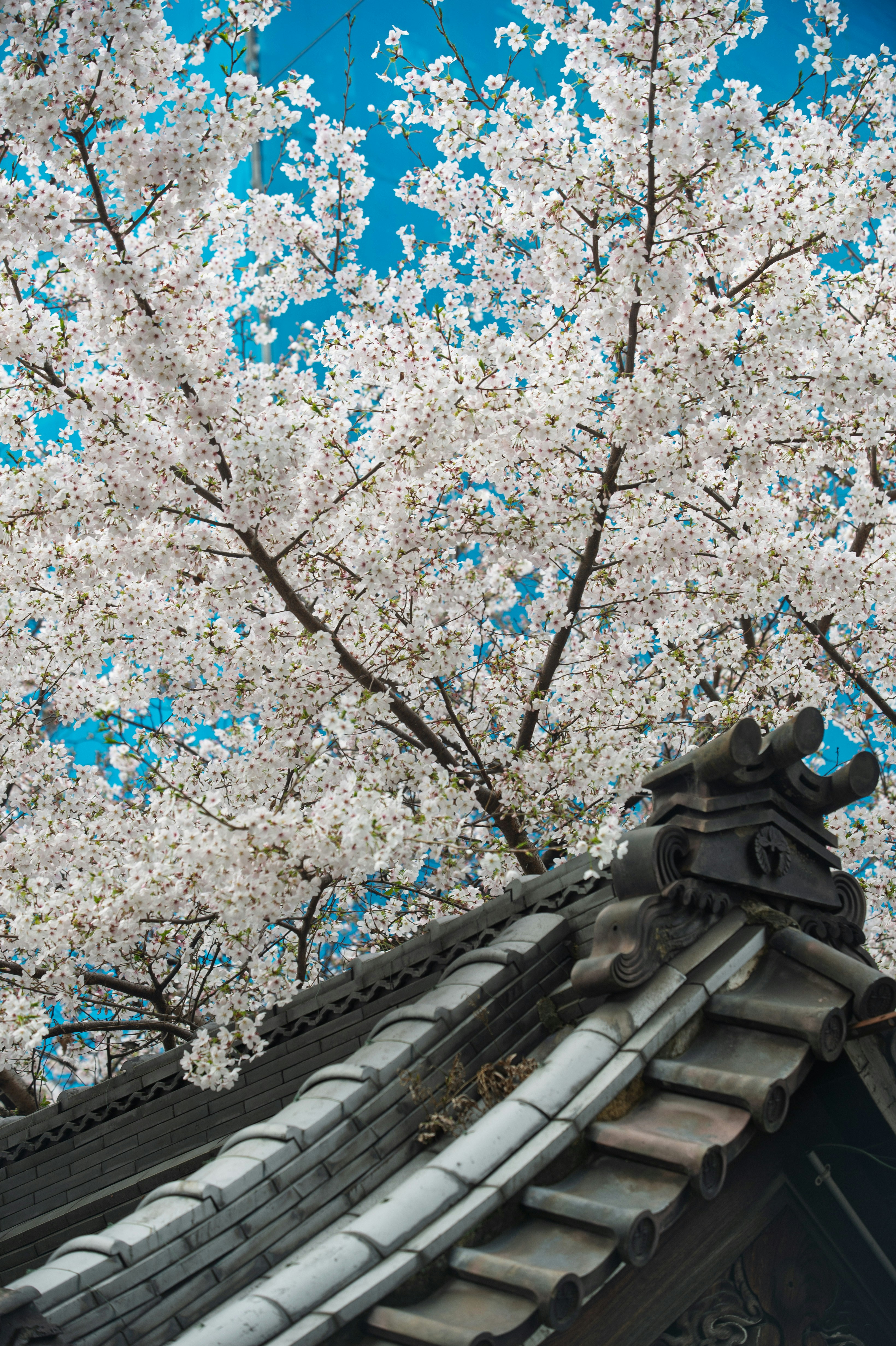 Photo by isoten