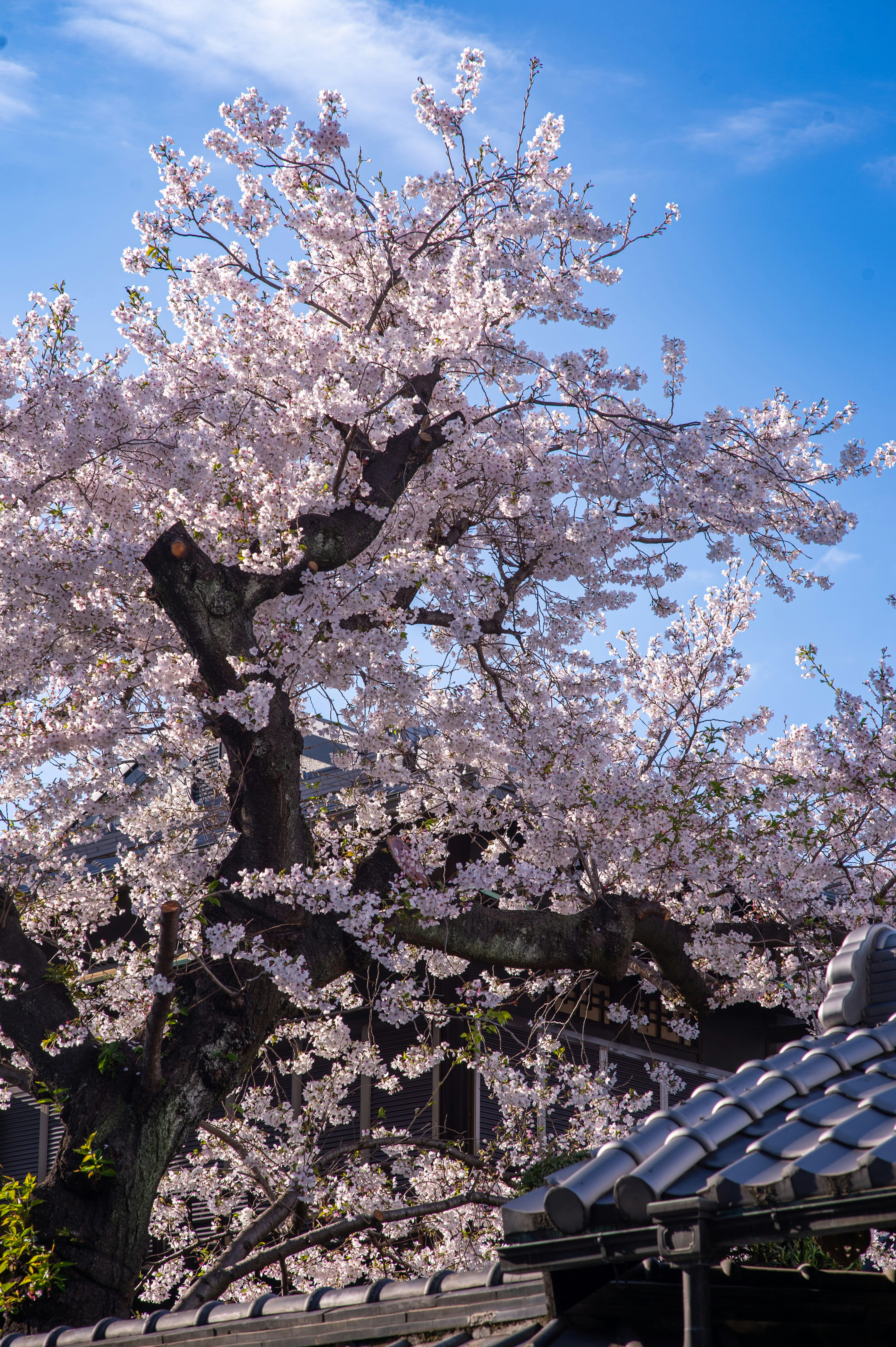 Photo by isoten