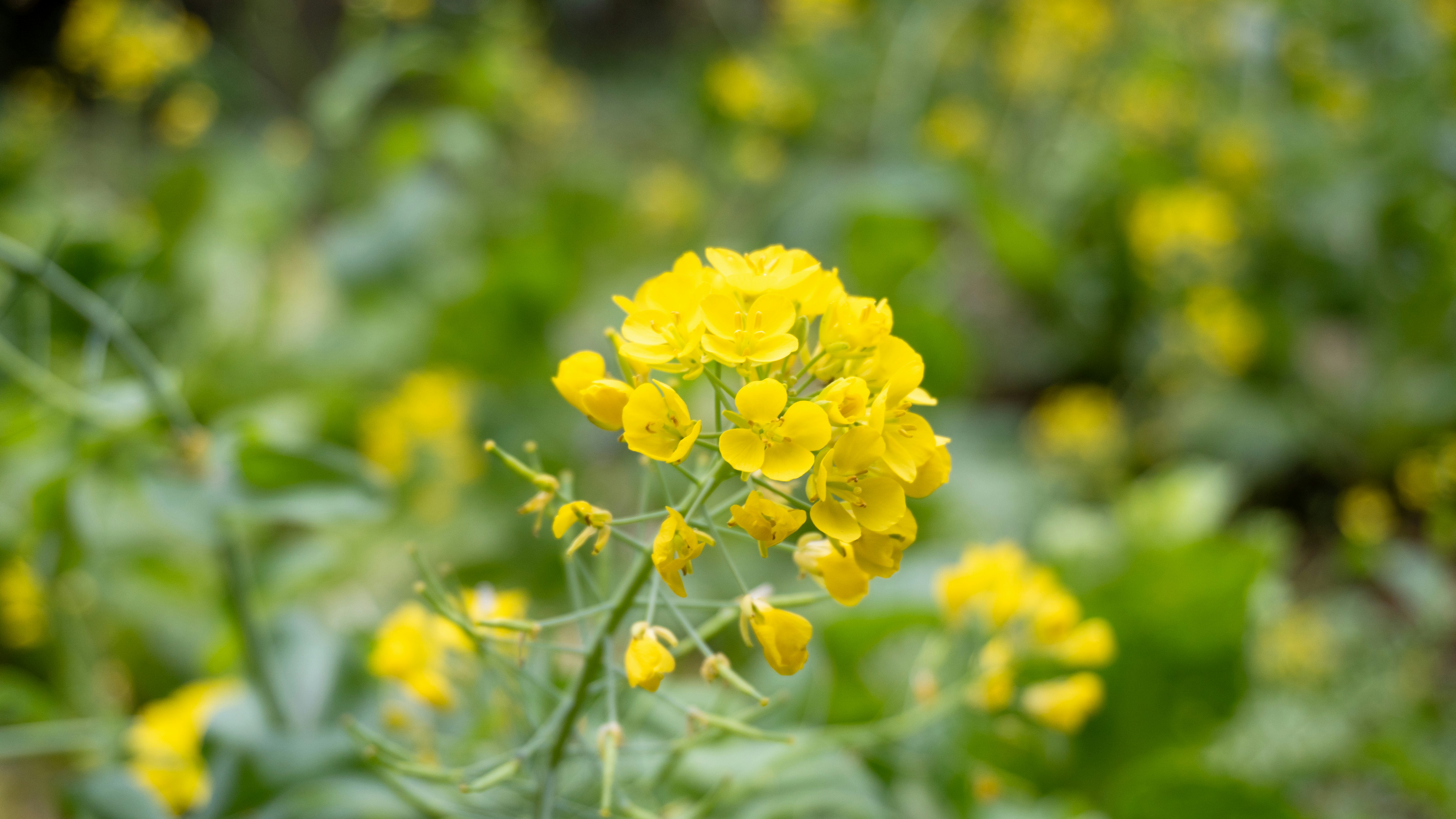 Photo by diegomattevi