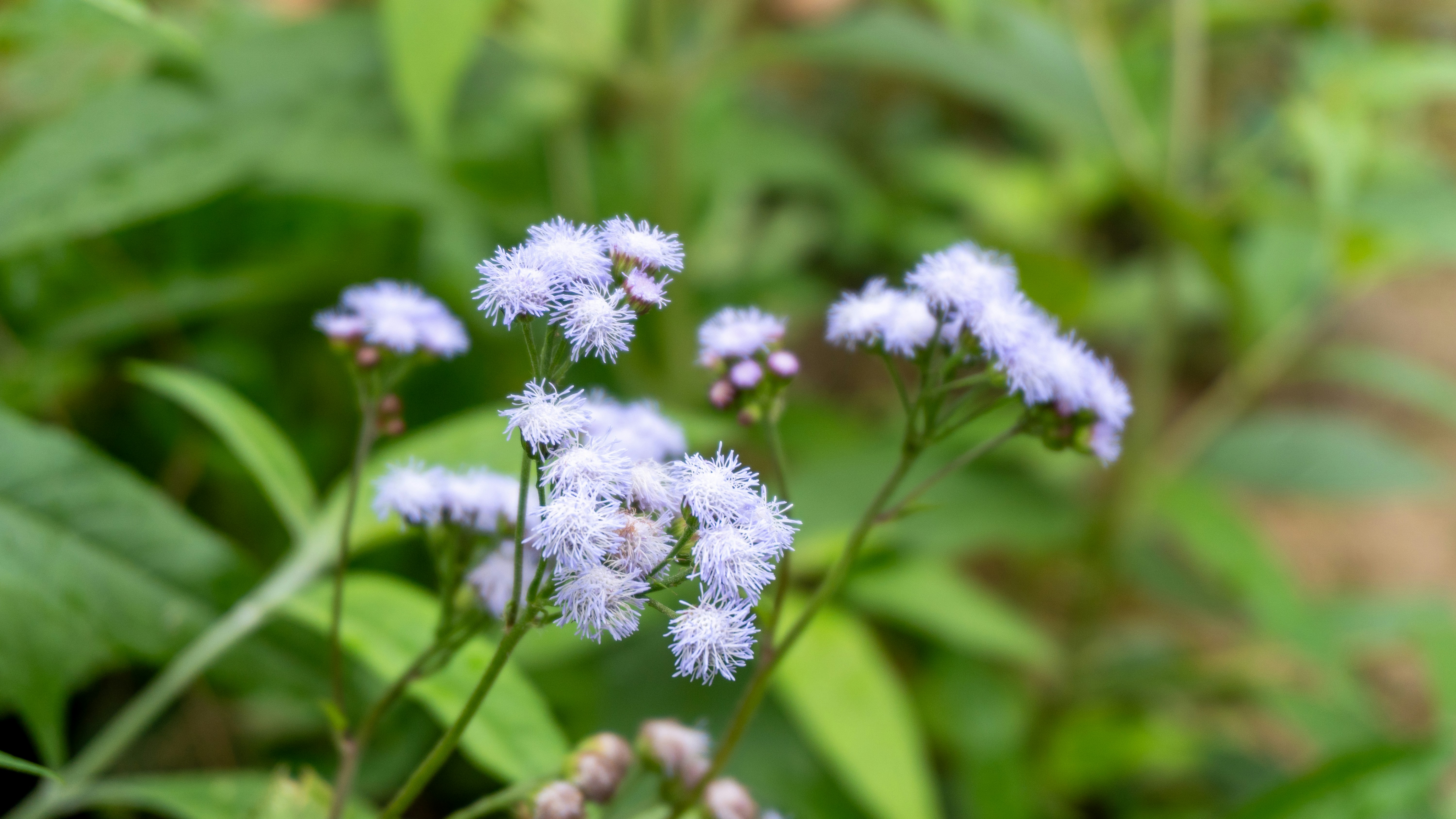 Photo by diegomattevi