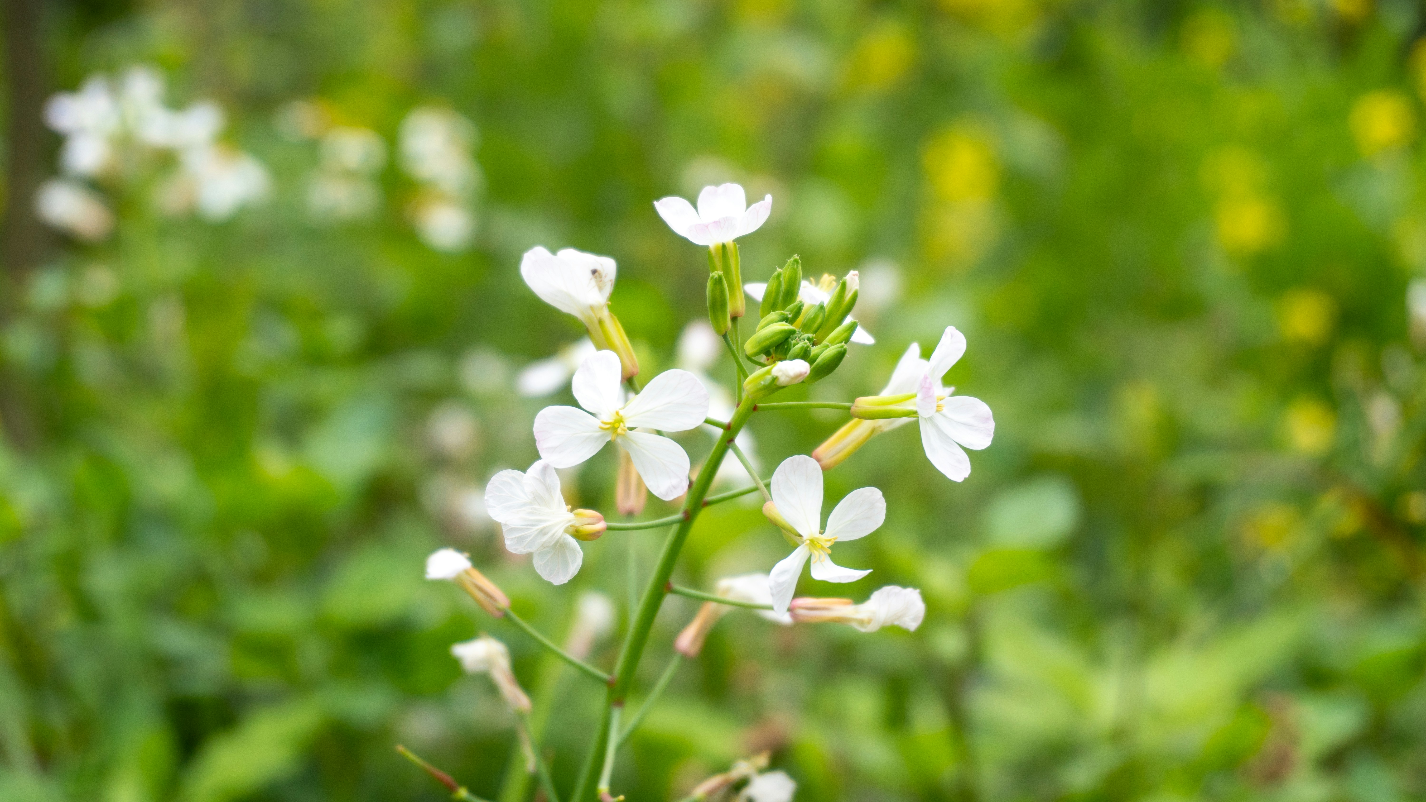 Delicate white flowers bloom in a lush green field.