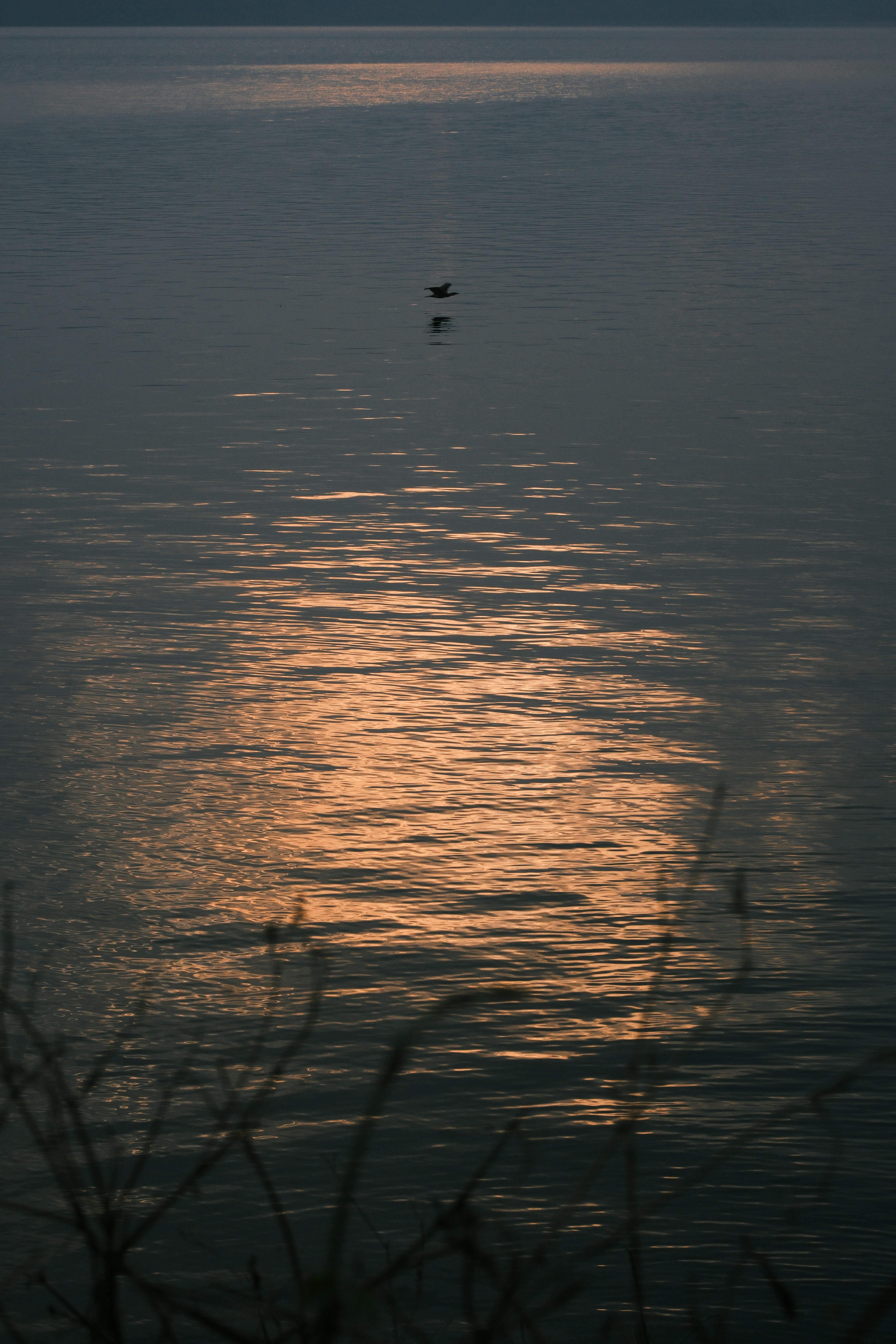 A lone bird flies over calm water reflecting sunset.