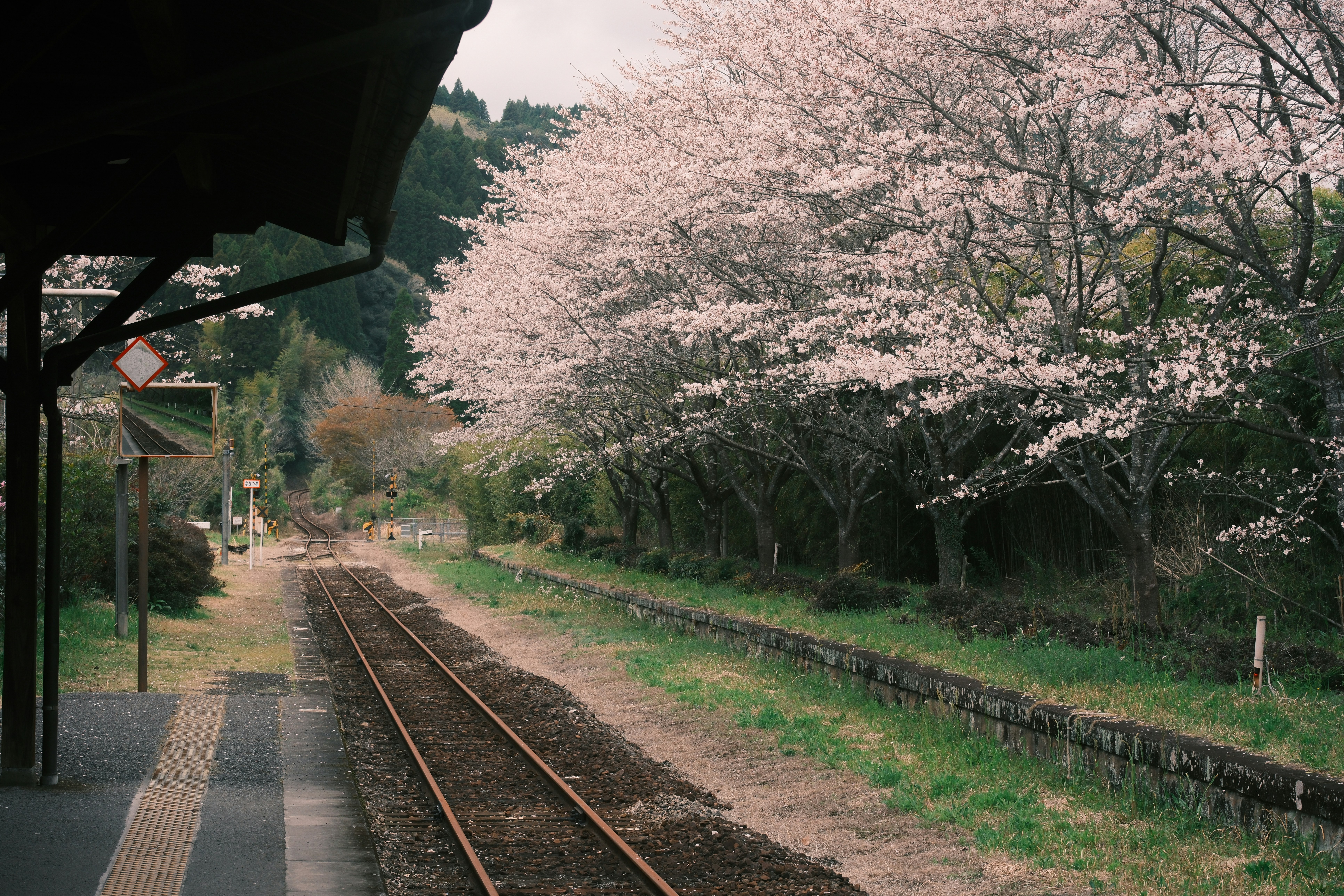 Train tracks run past blooming cherry blossom trees.