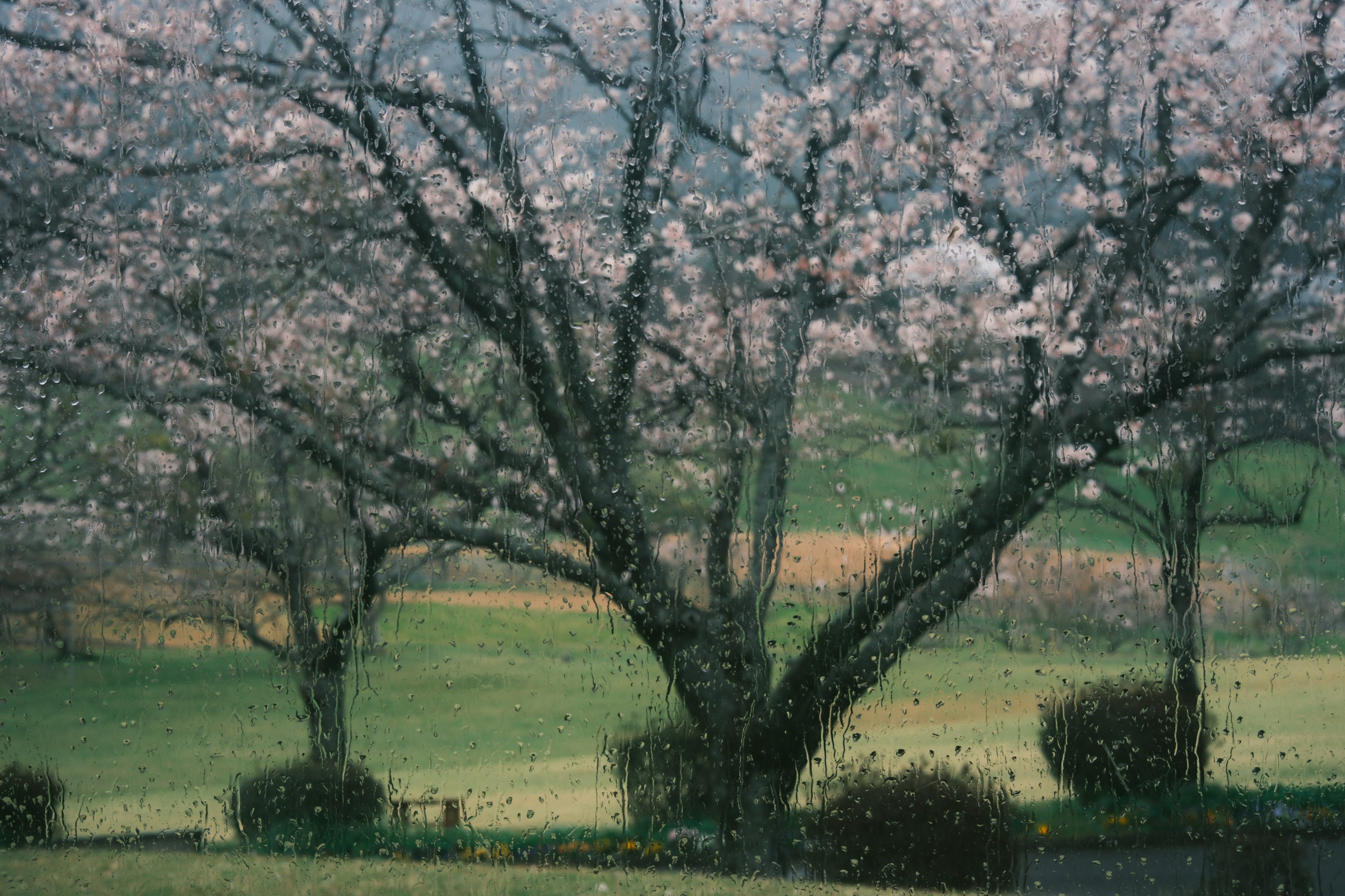Cherry blossom trees with pink flowers in spring.