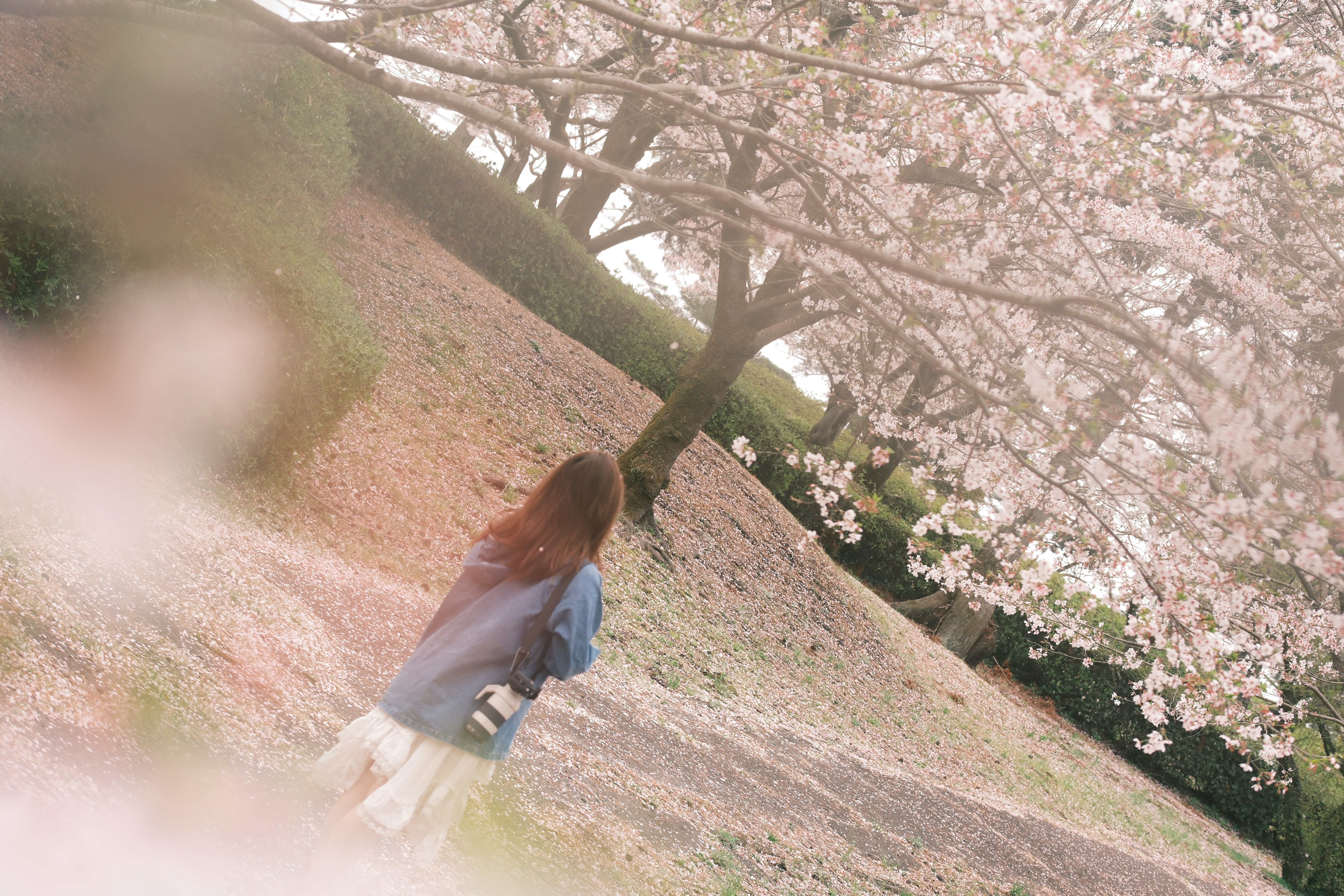 일본 엄마와 양아들 봄 여행 2 515 구독 신청