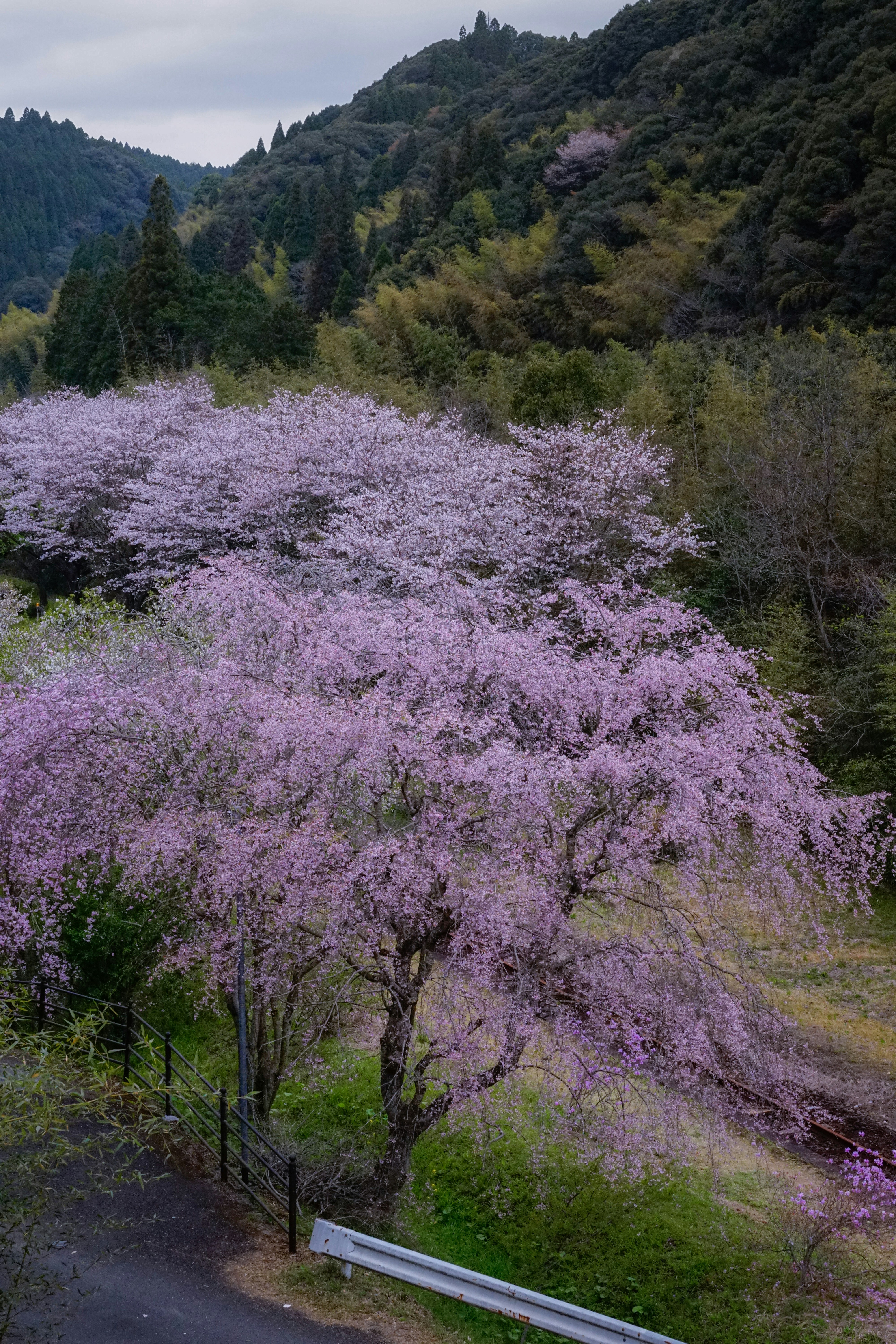 Weeping cherry blossoms bloom on a hillside