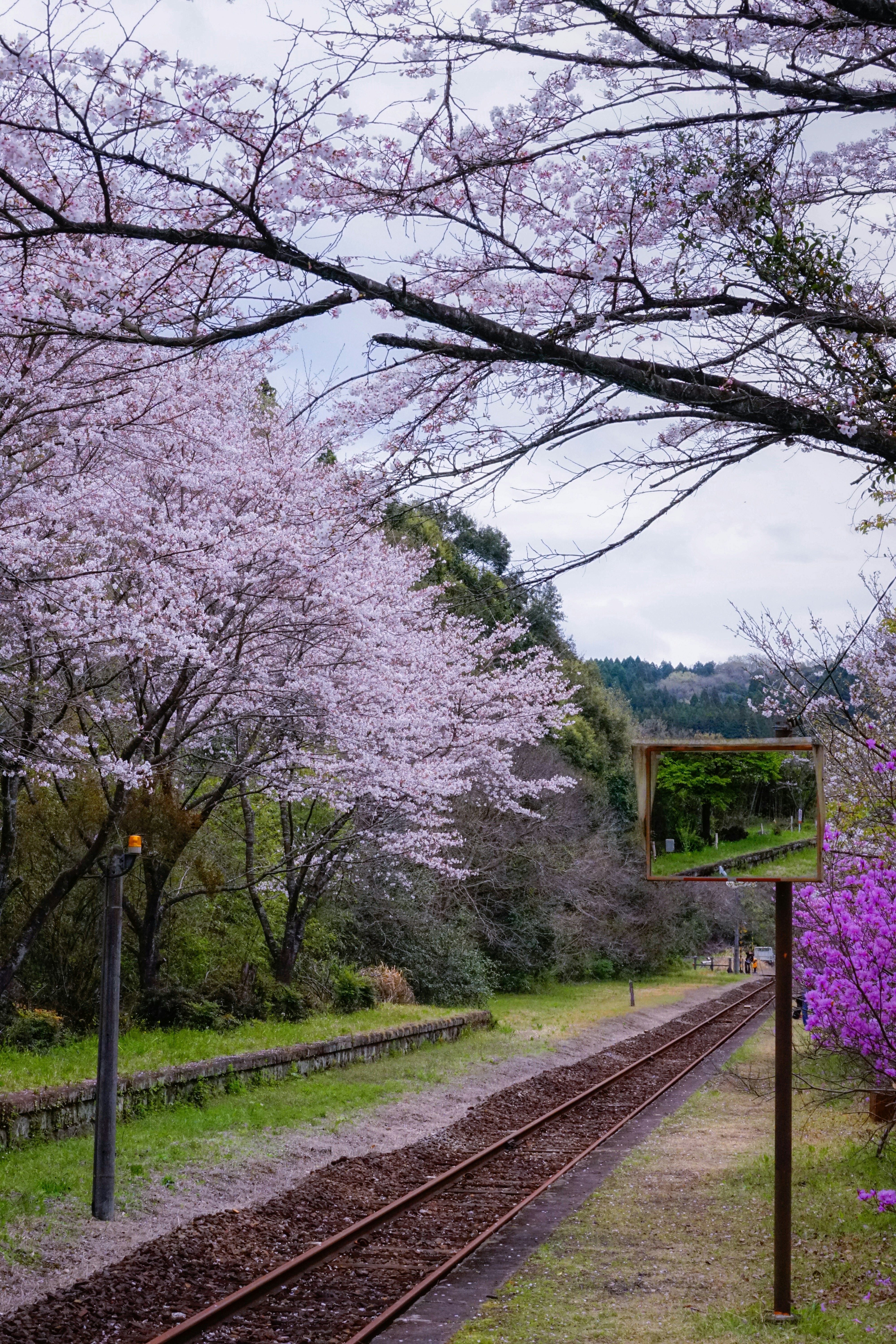 Railroad tracks pass through blooming cherry blossom trees
