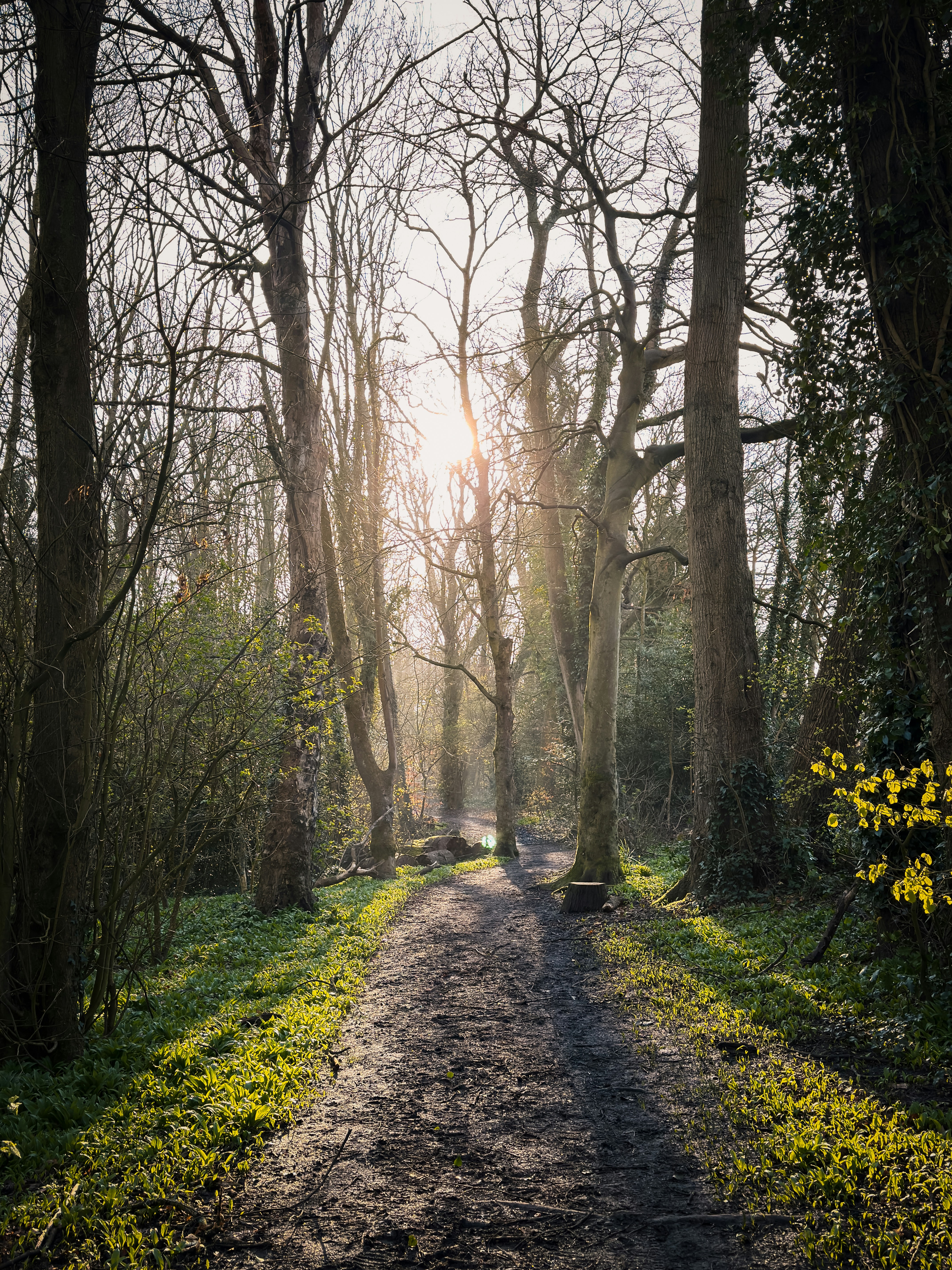 Sunlight streams through trees onto a forest path.