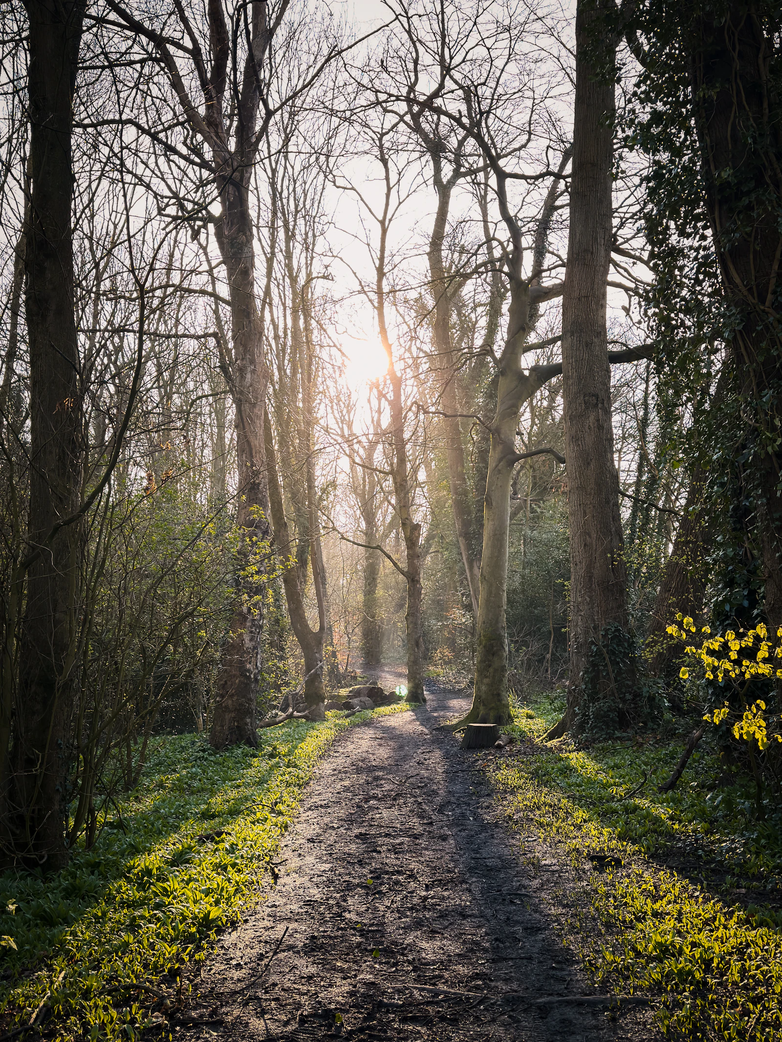 Sonnenstrahlen auf einem Waldweg als Symbol für langfristigen rauchfreien Fortschritt